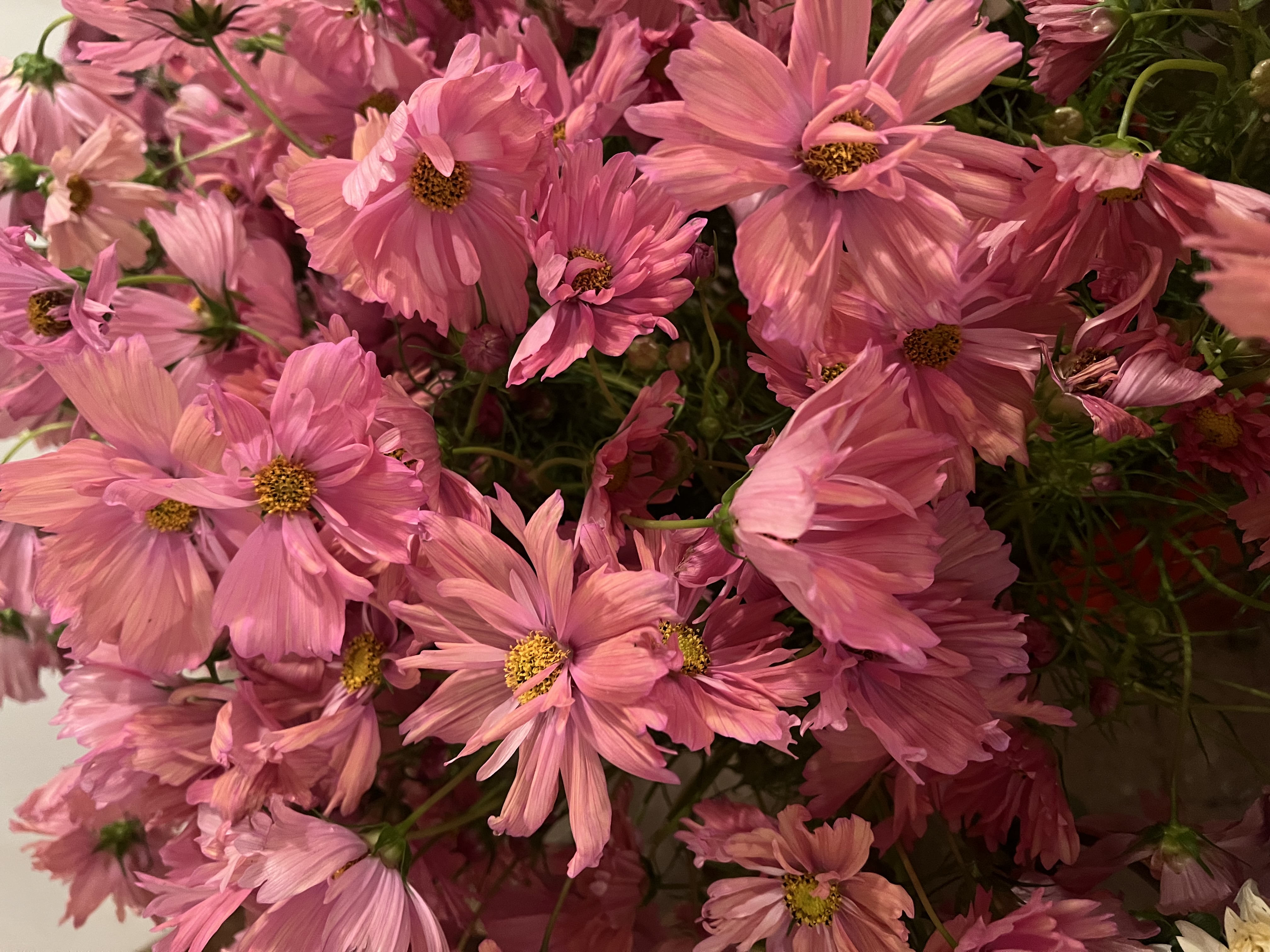 COSMOS bipinnatus Apricotta