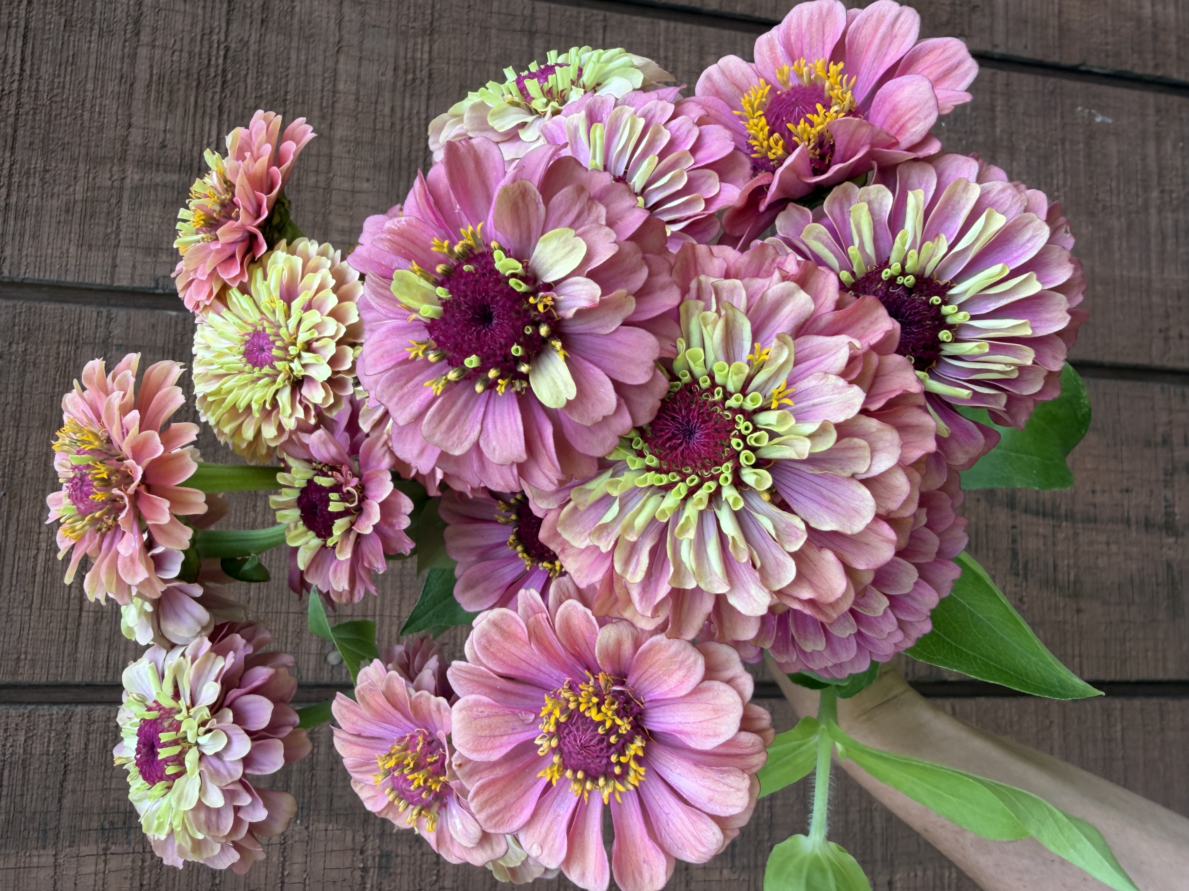 ZINNIA elegans Queeny Lime Red