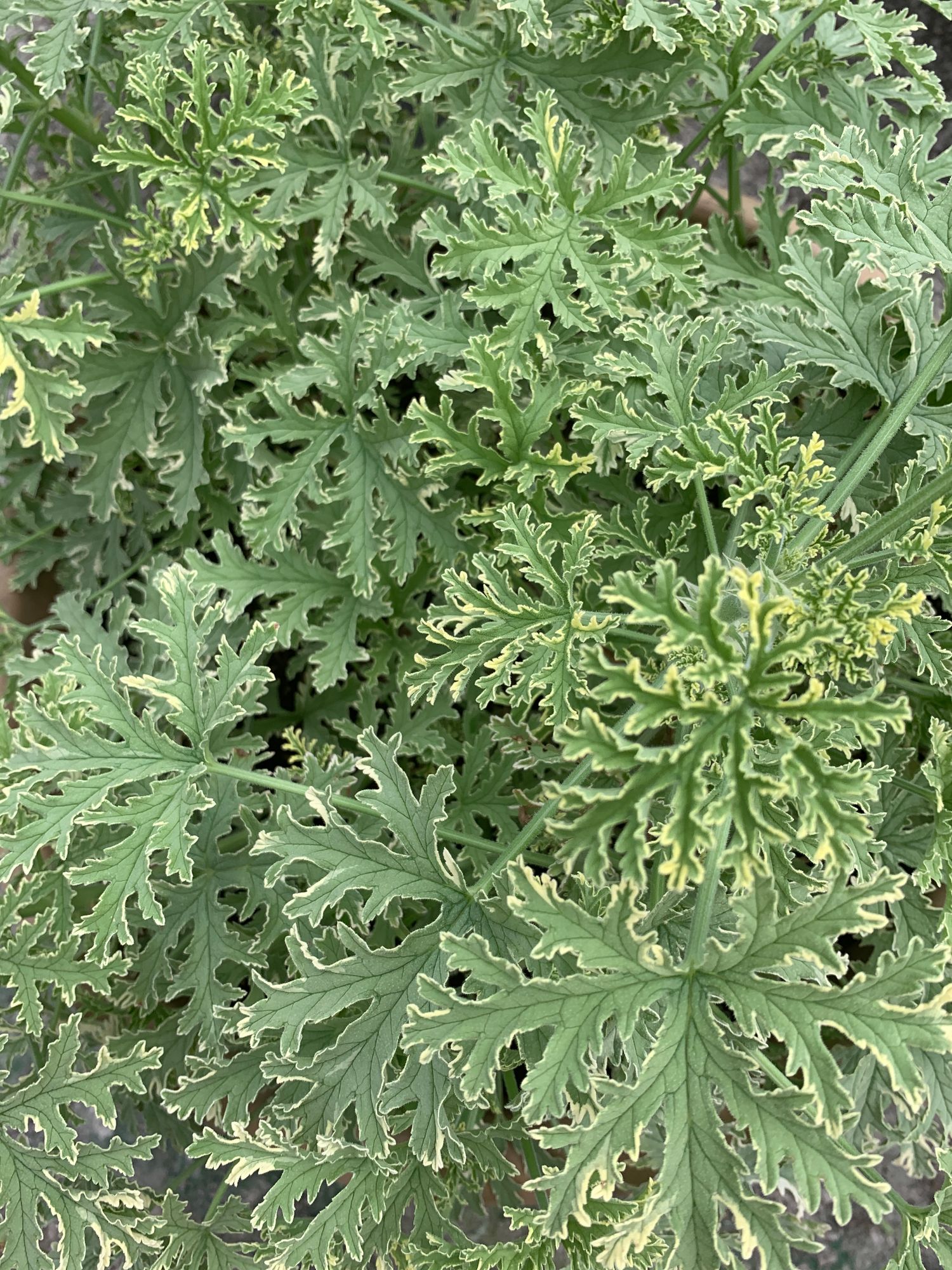 PELARGONIUM graveolens