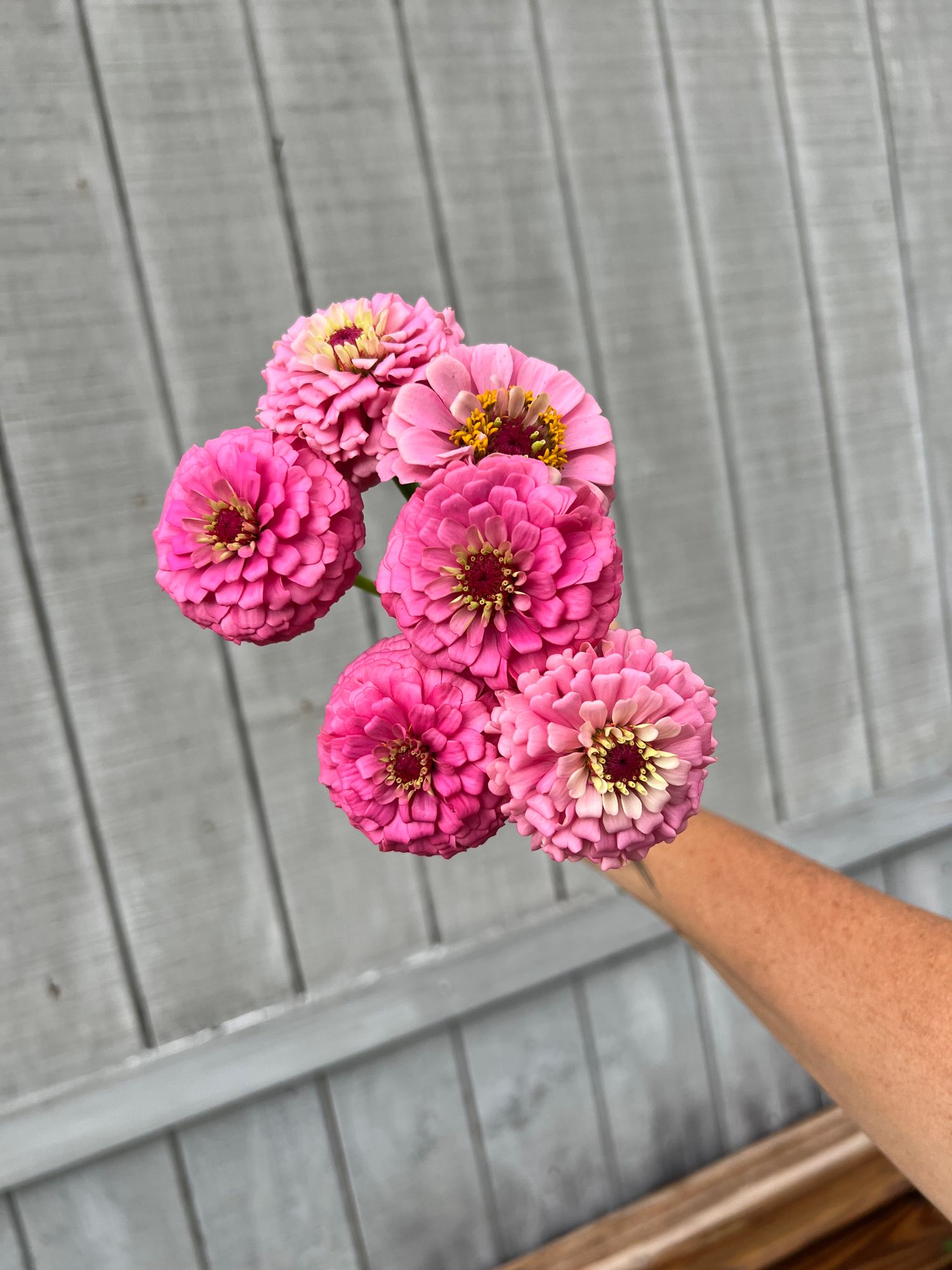 ZINNIA elegans Oklahoma Series