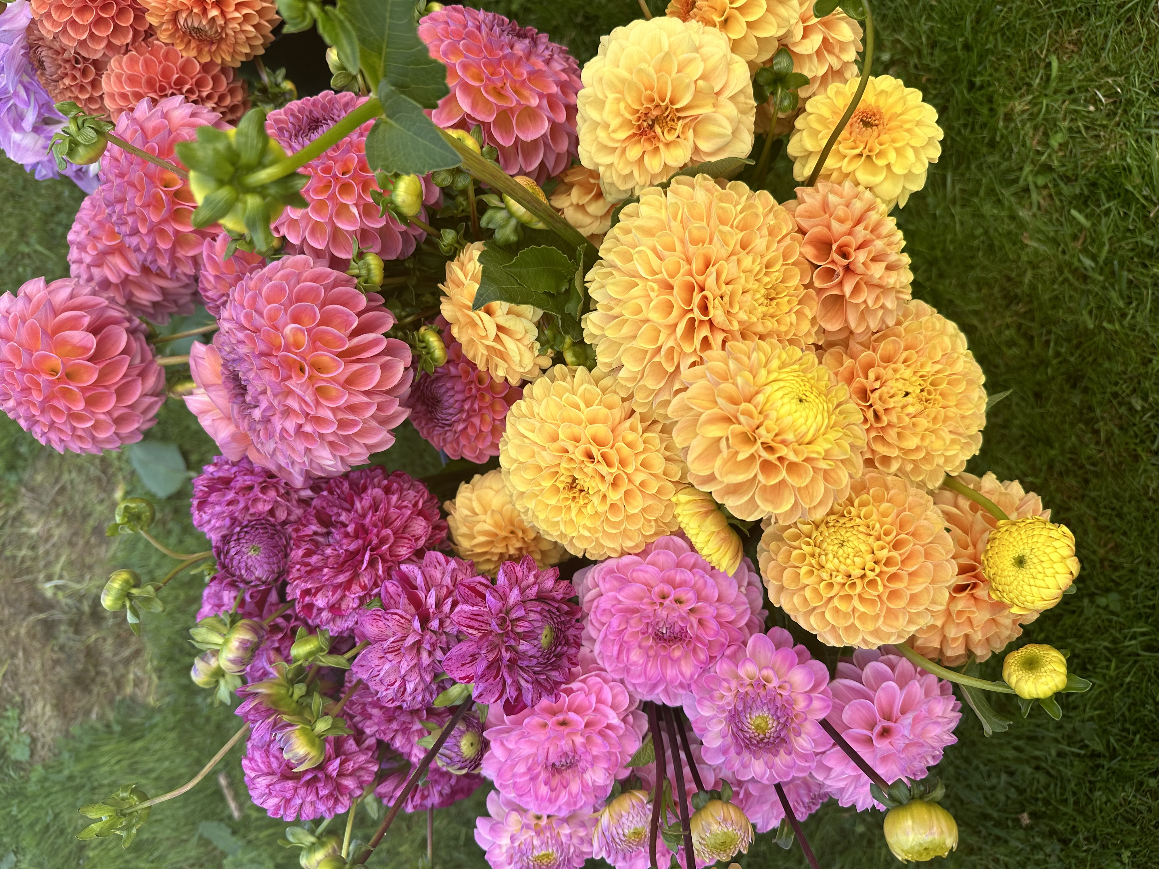 DAHLIA