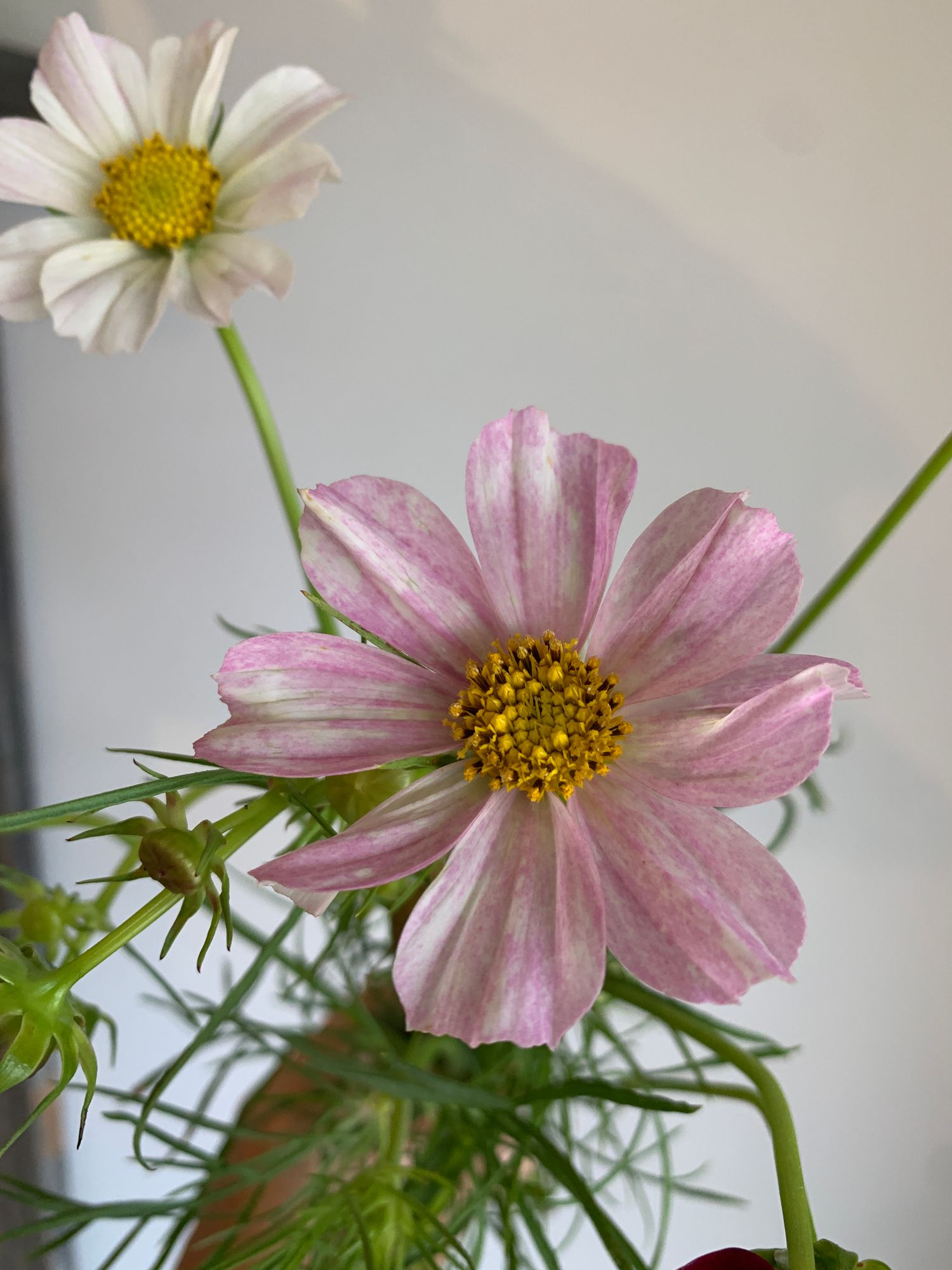 COSMOS bipinnatus
