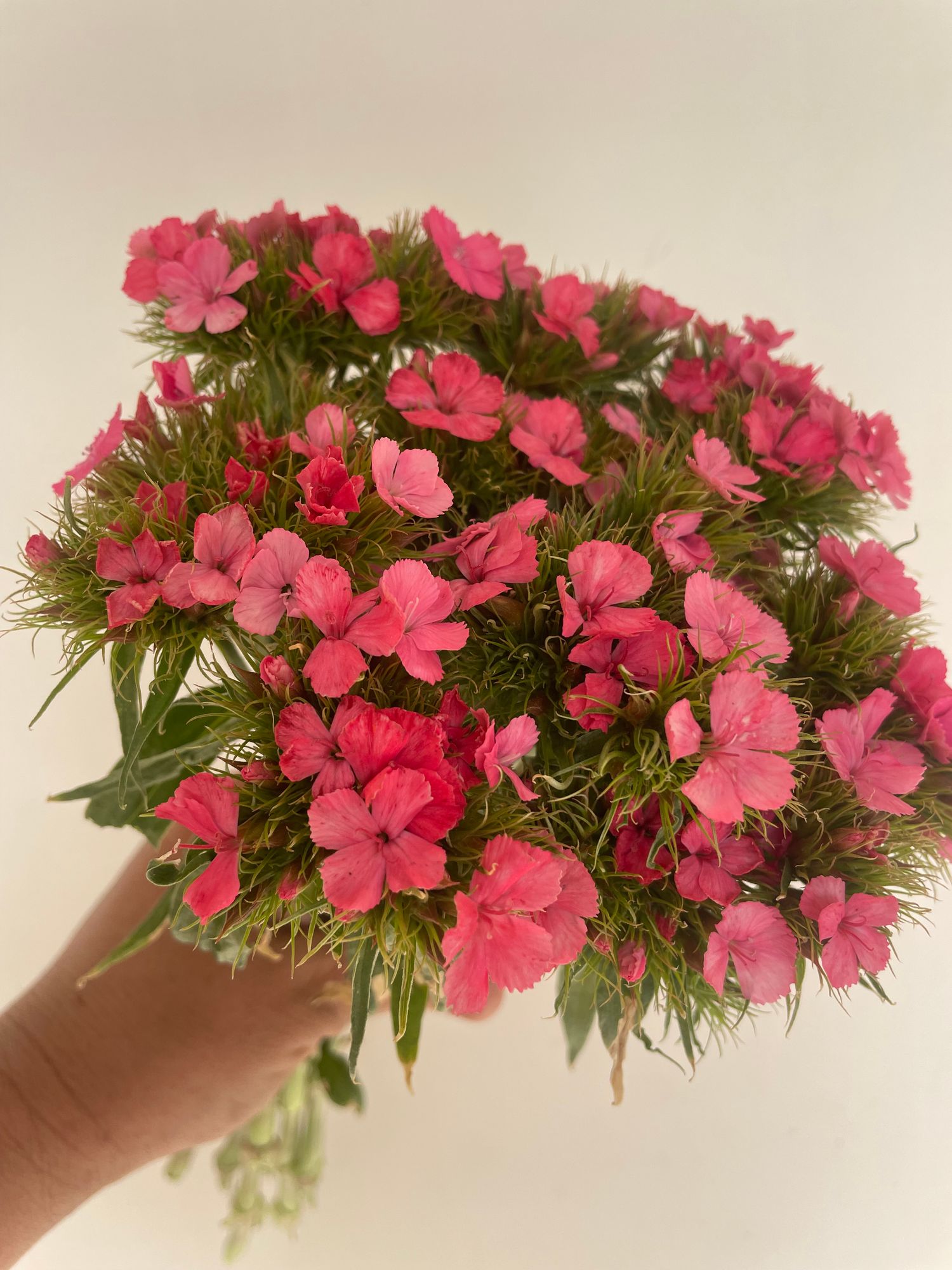 DIANTHUS barbatus Sweet Deep Pink Maxine