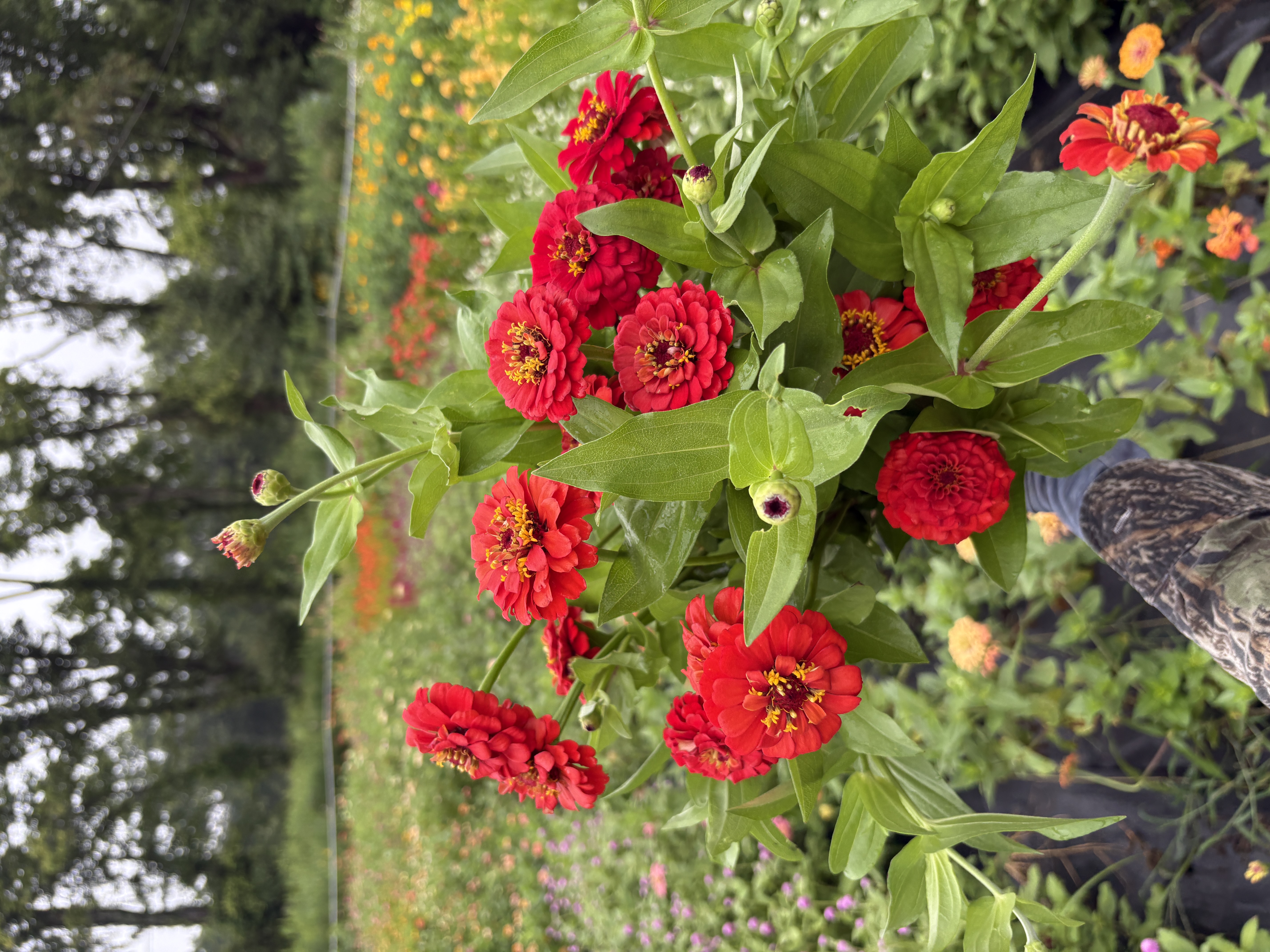ZINNIA elegans Oklahoma Series
