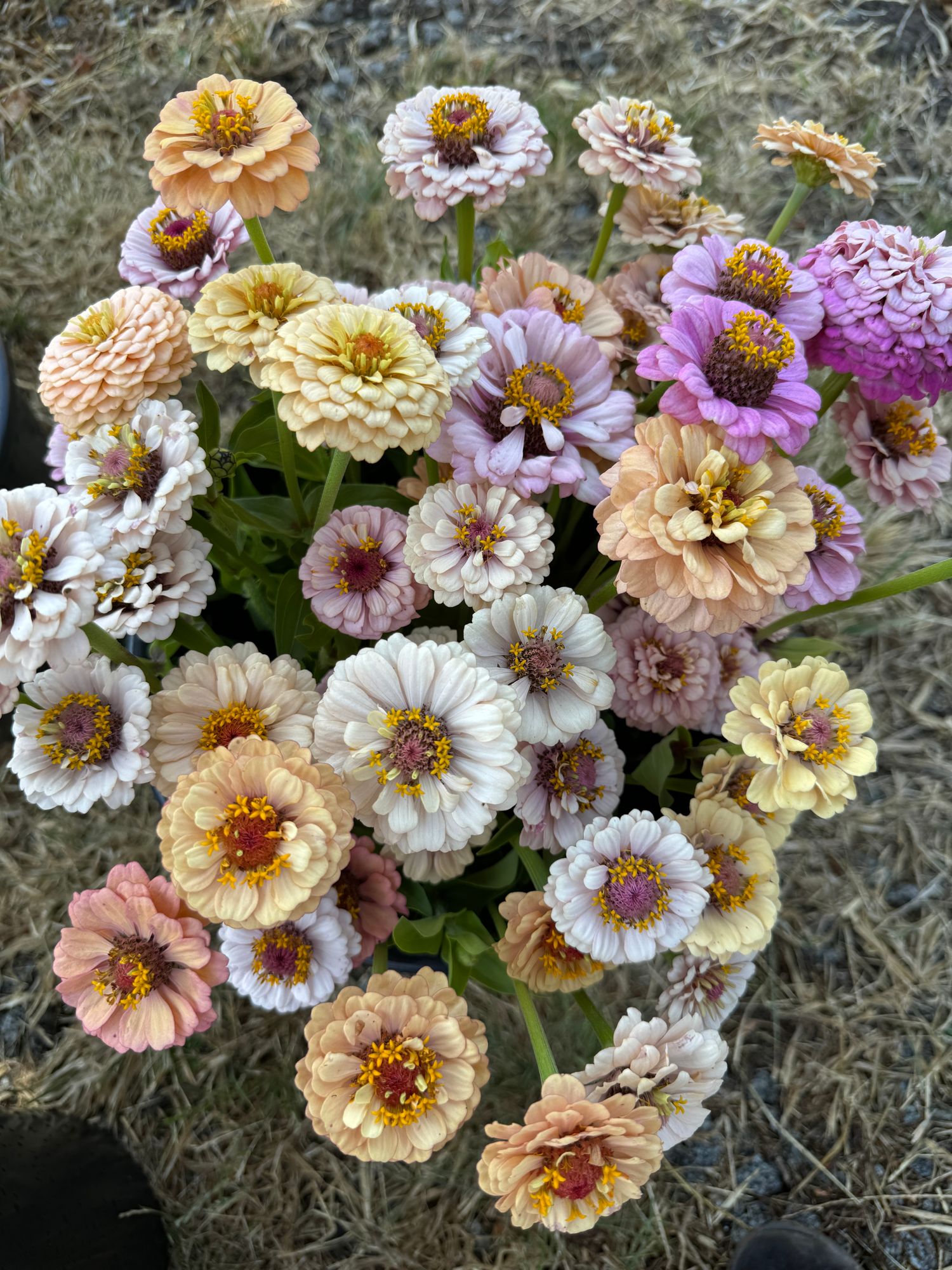 ZINNIA elegans Little Flower Girl