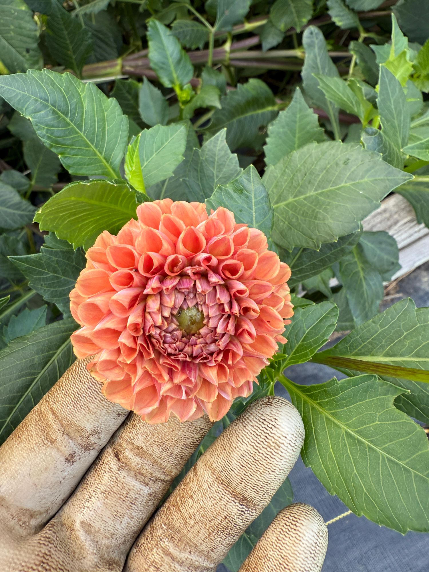 DAHLIA Cornel Bronze