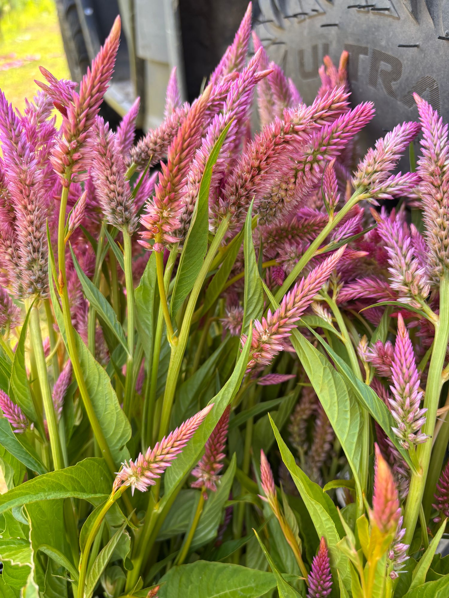 CELOSIA argentea var. plumosa Texas Plume Summer Sherbet