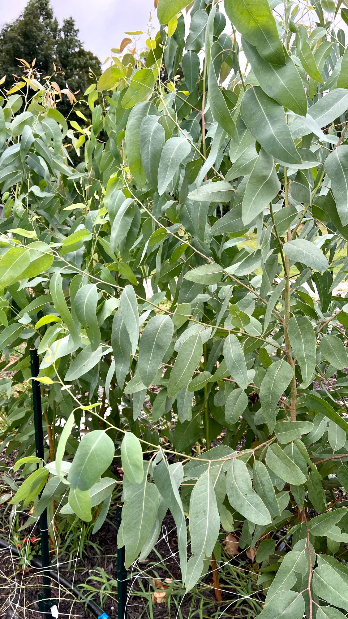 EUCALYPTUS tereticornis
