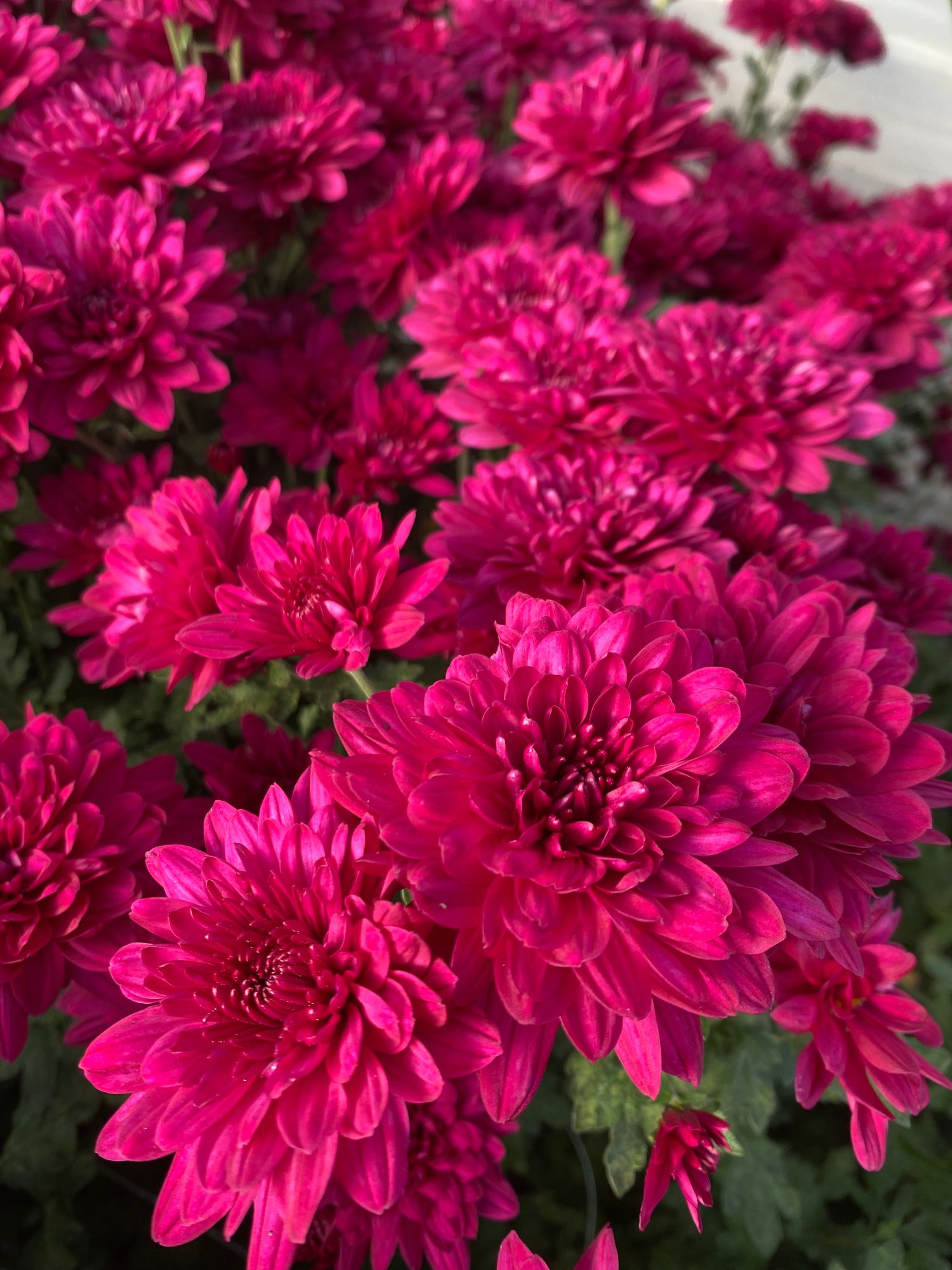 CHRYSANTHEMUM