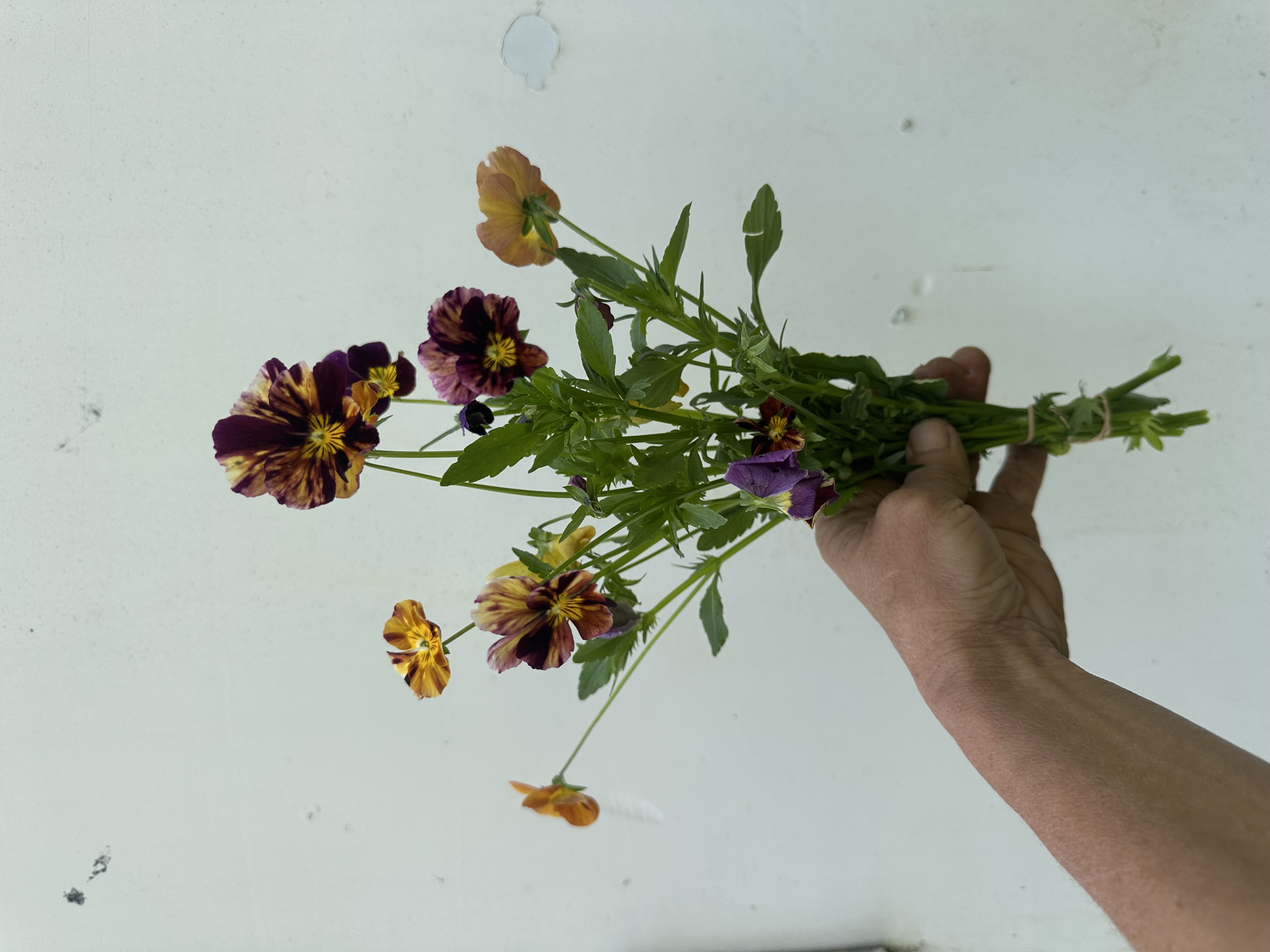 VIOLA cornuta Brush Strokes