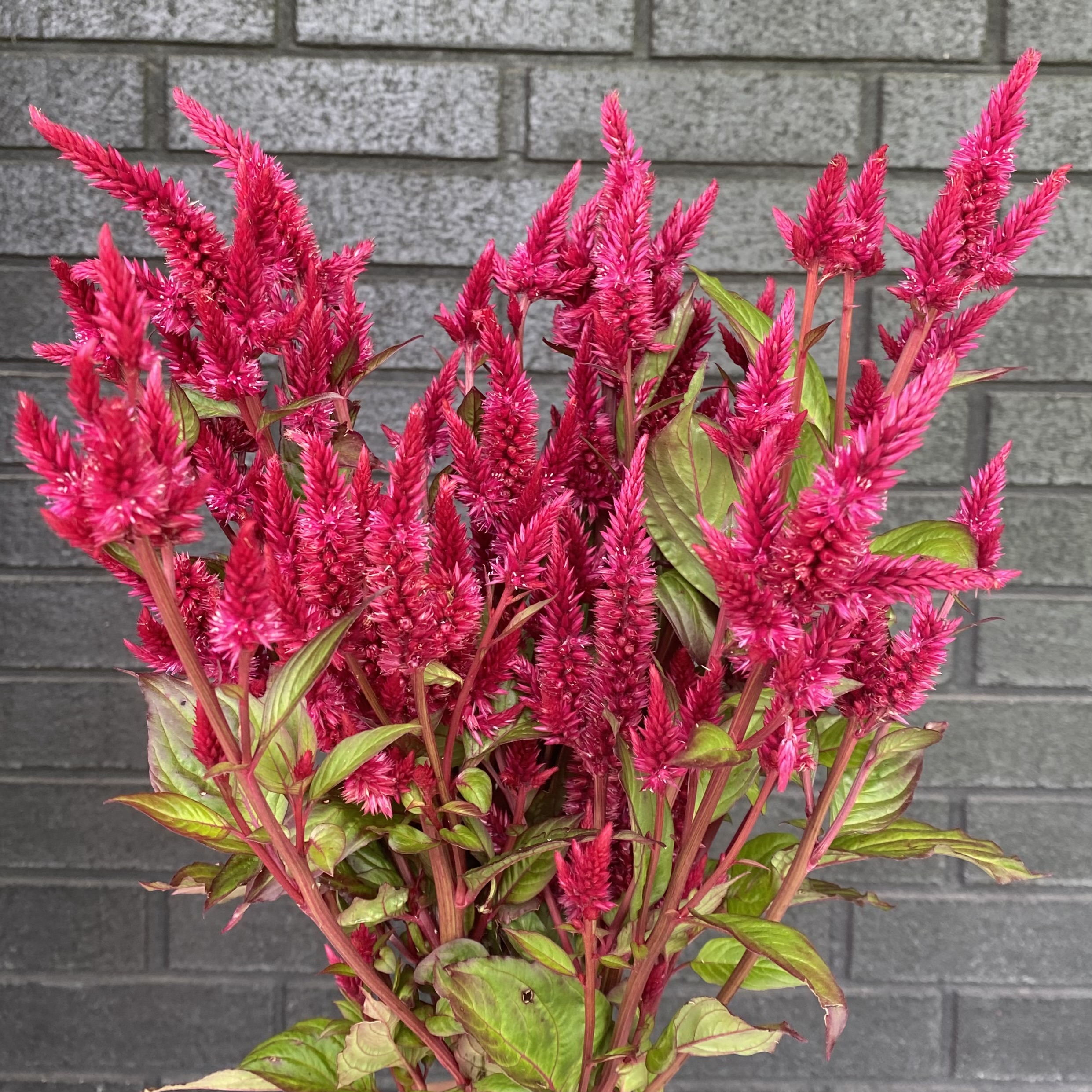CELOSIA argentea spicata Celway Red