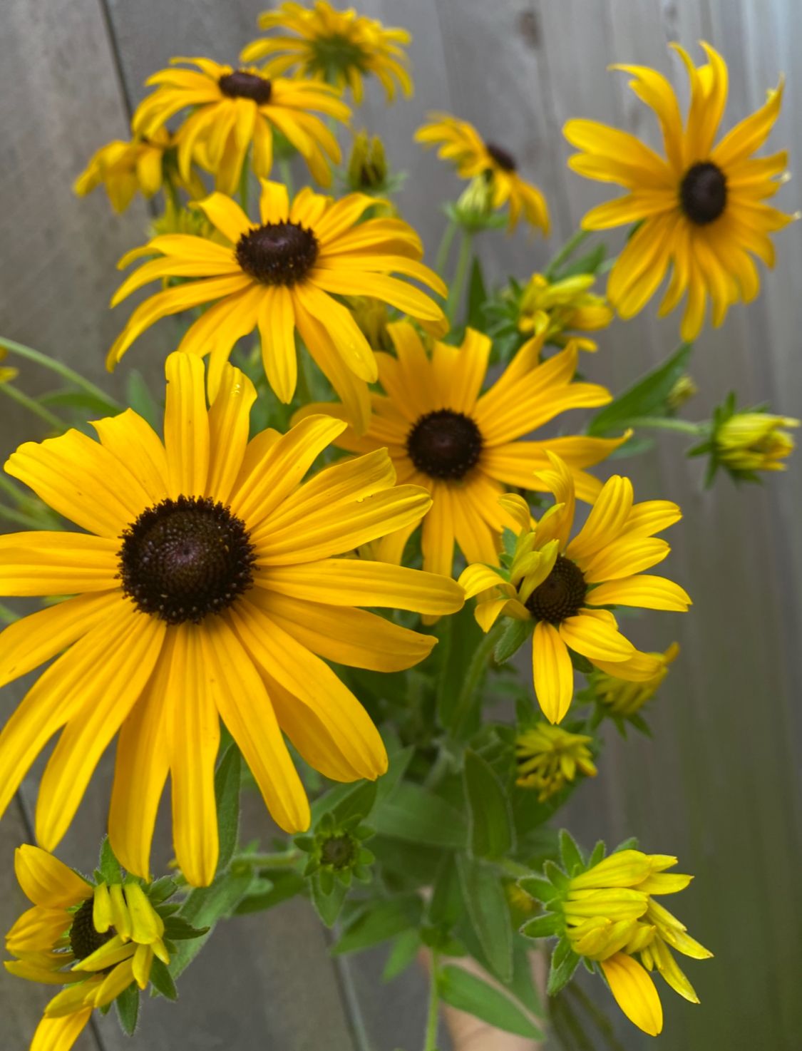 RUDBECKIA
