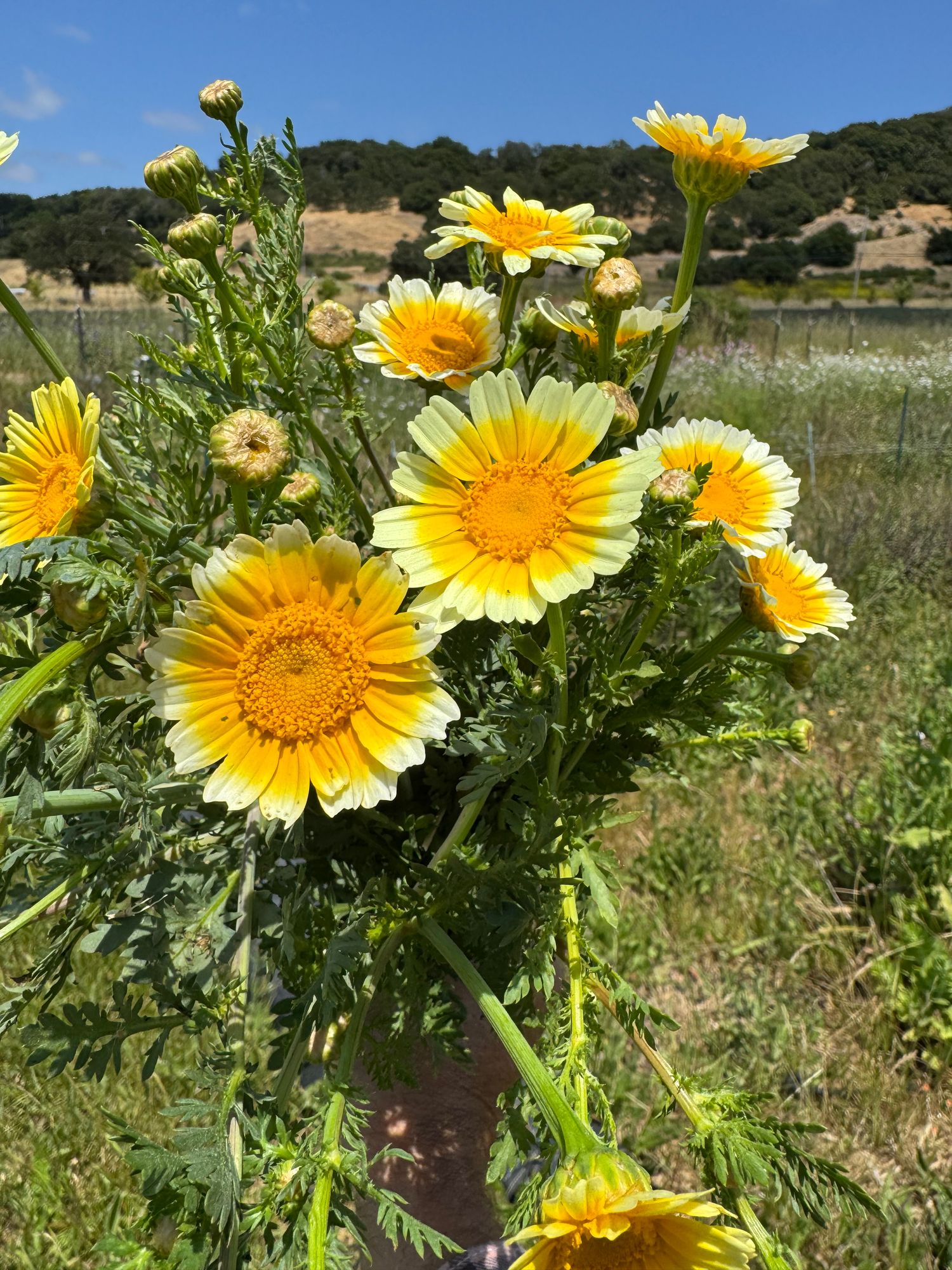 CHRYSANTHEMUM coronarium Primrose Gem