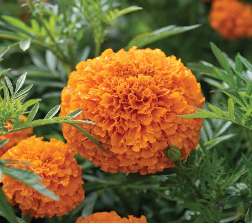 TAGETES erecta Coco
