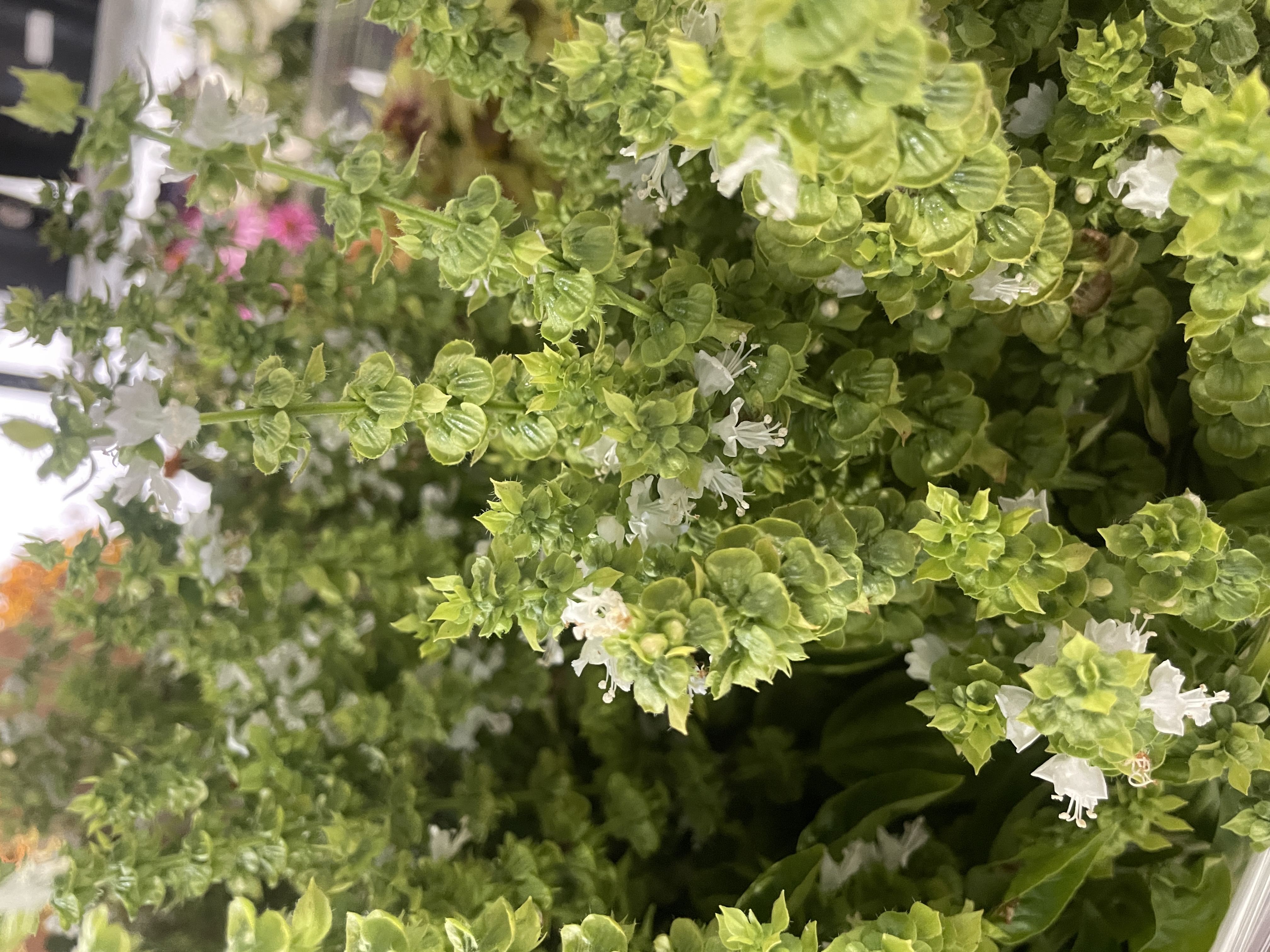 OCIMUM basilicum Prospera
