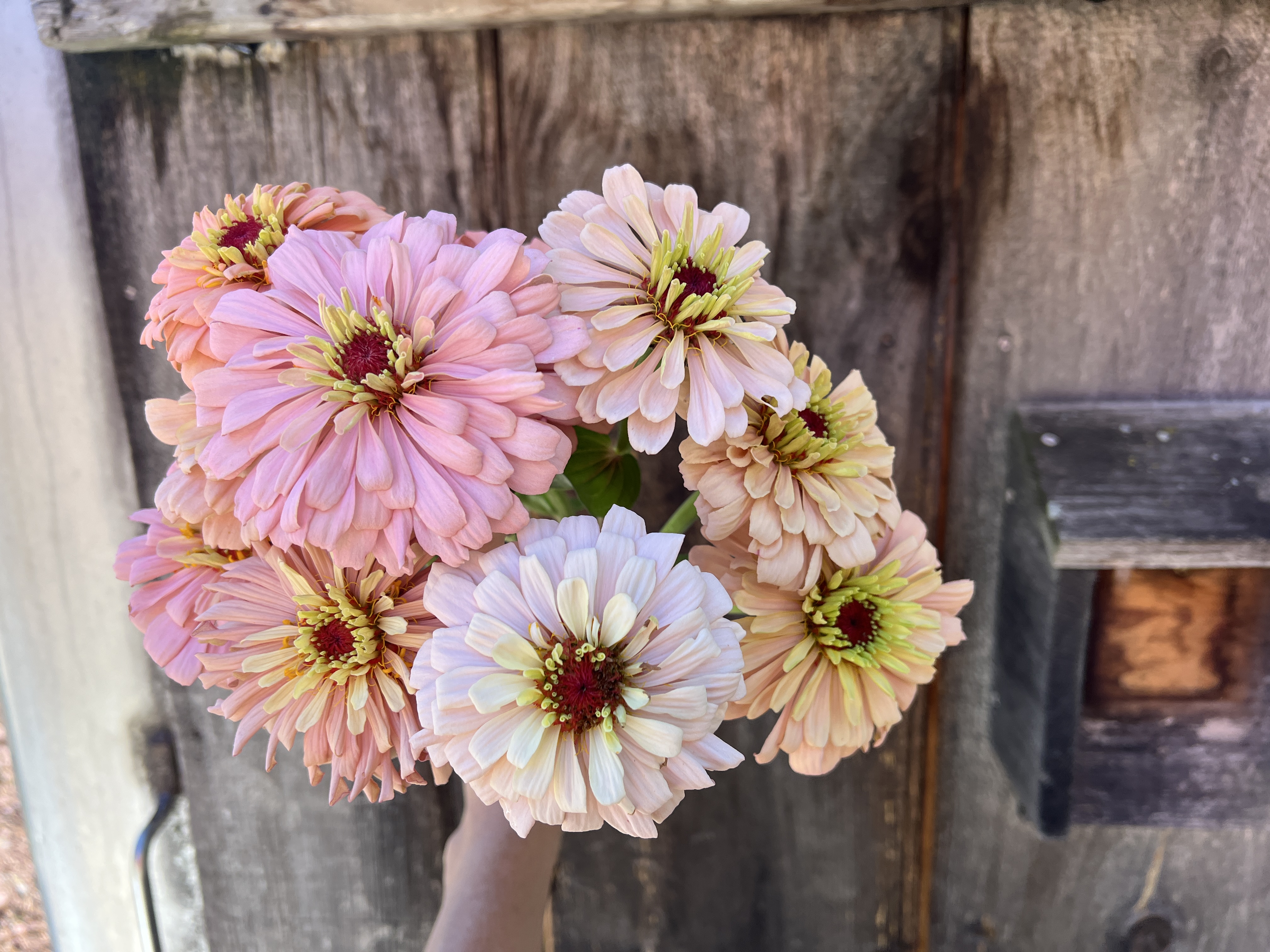 ZINNIA elegans Ballerina