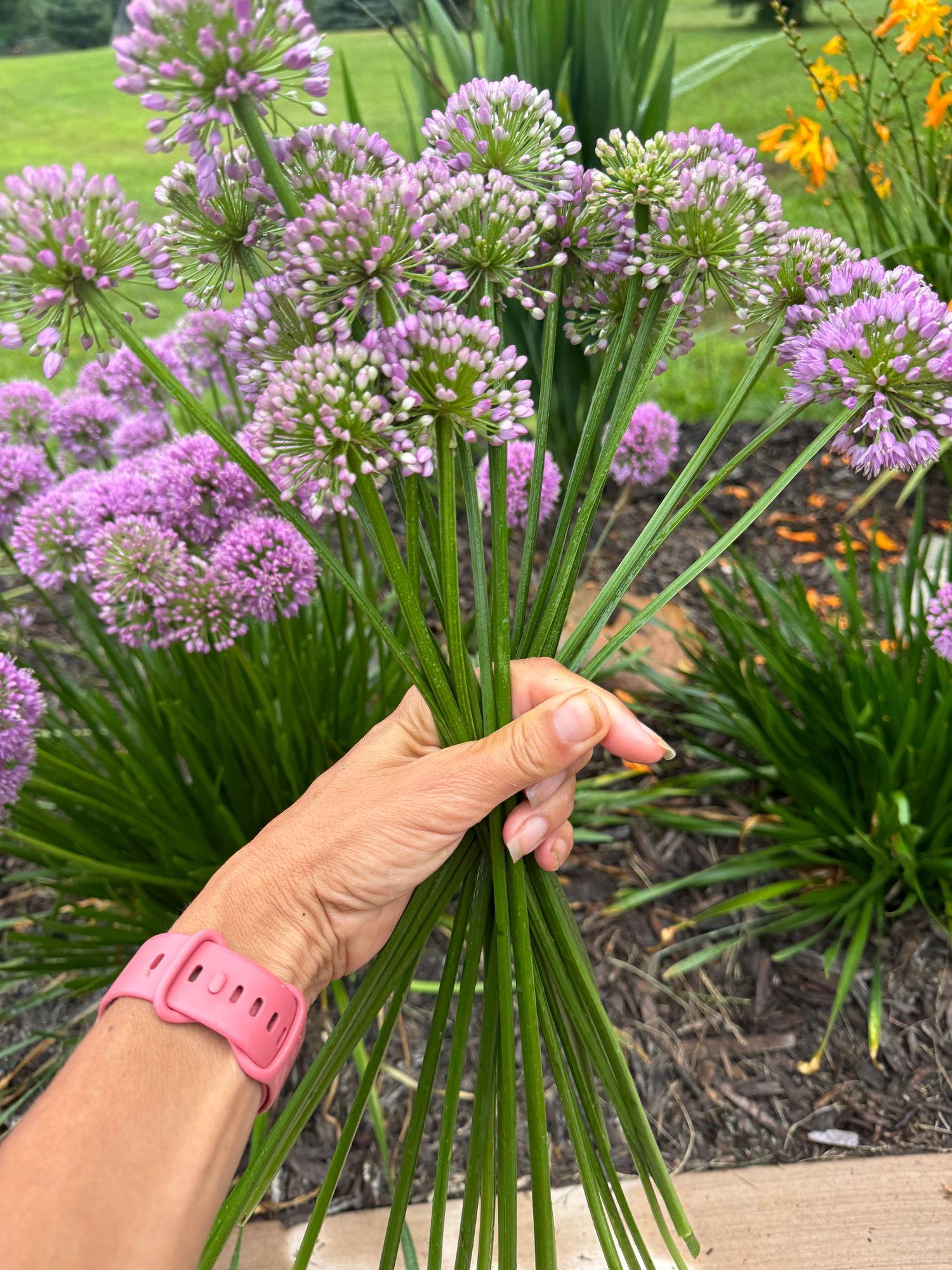 ALLIUM