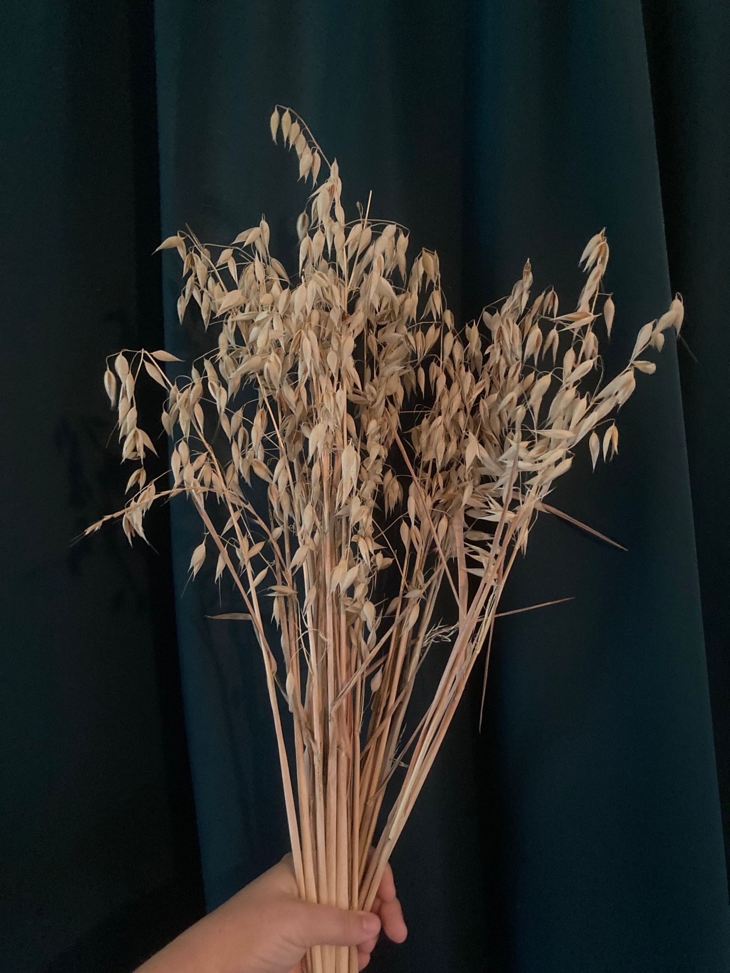 AVENA sativa