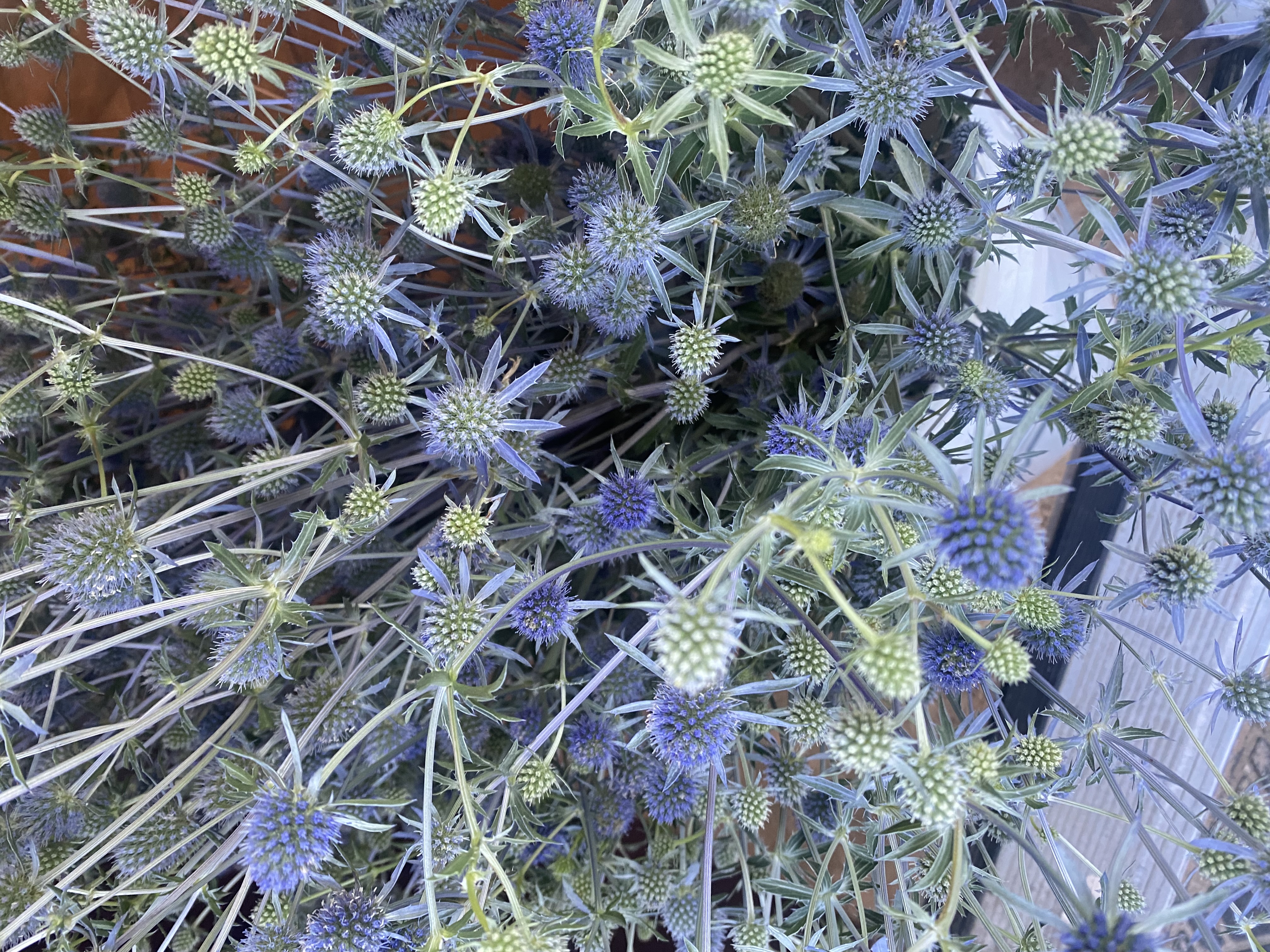 ERYNGIUM planum Blue Glitter