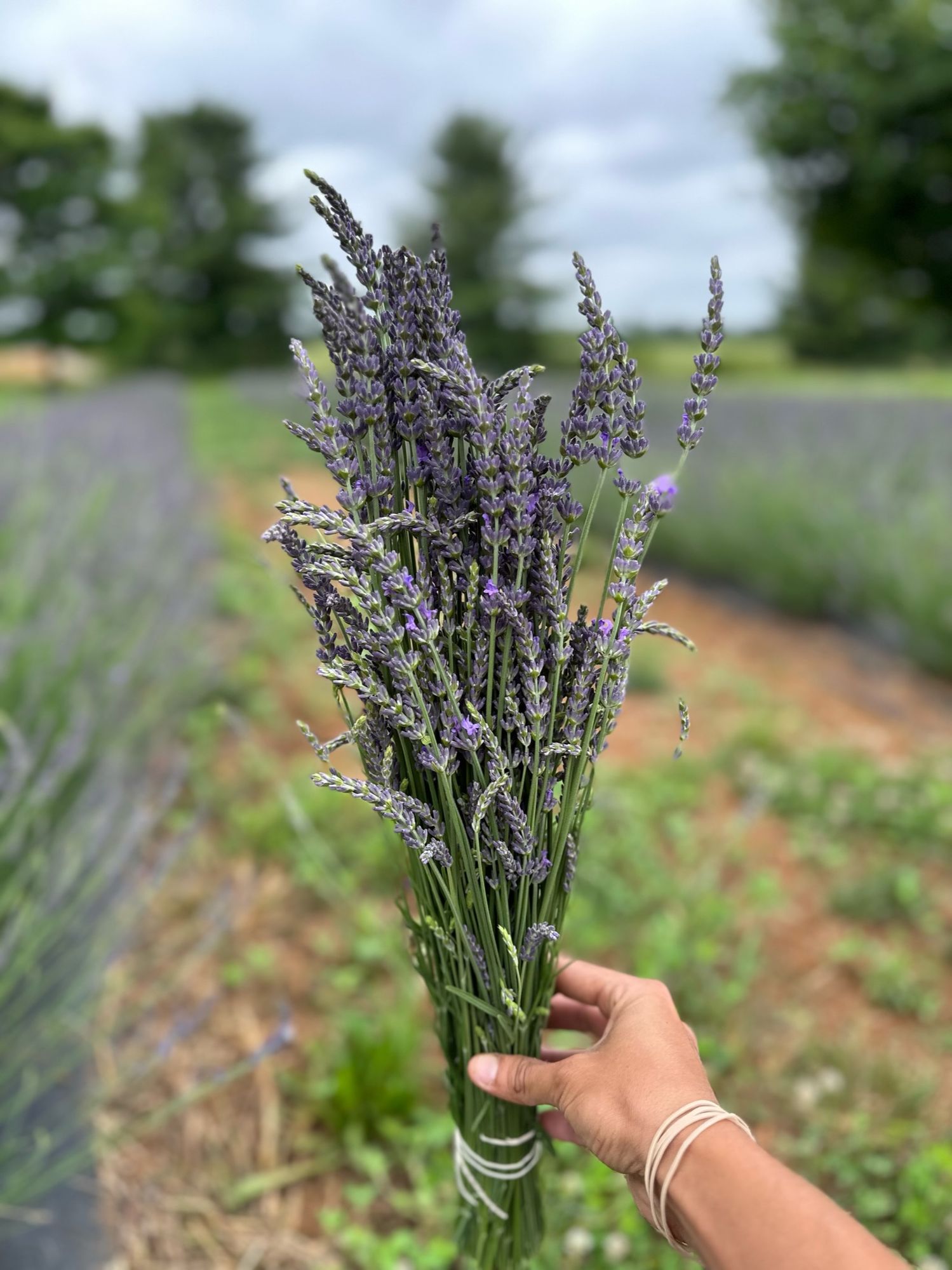 LAVANDULA latifolia