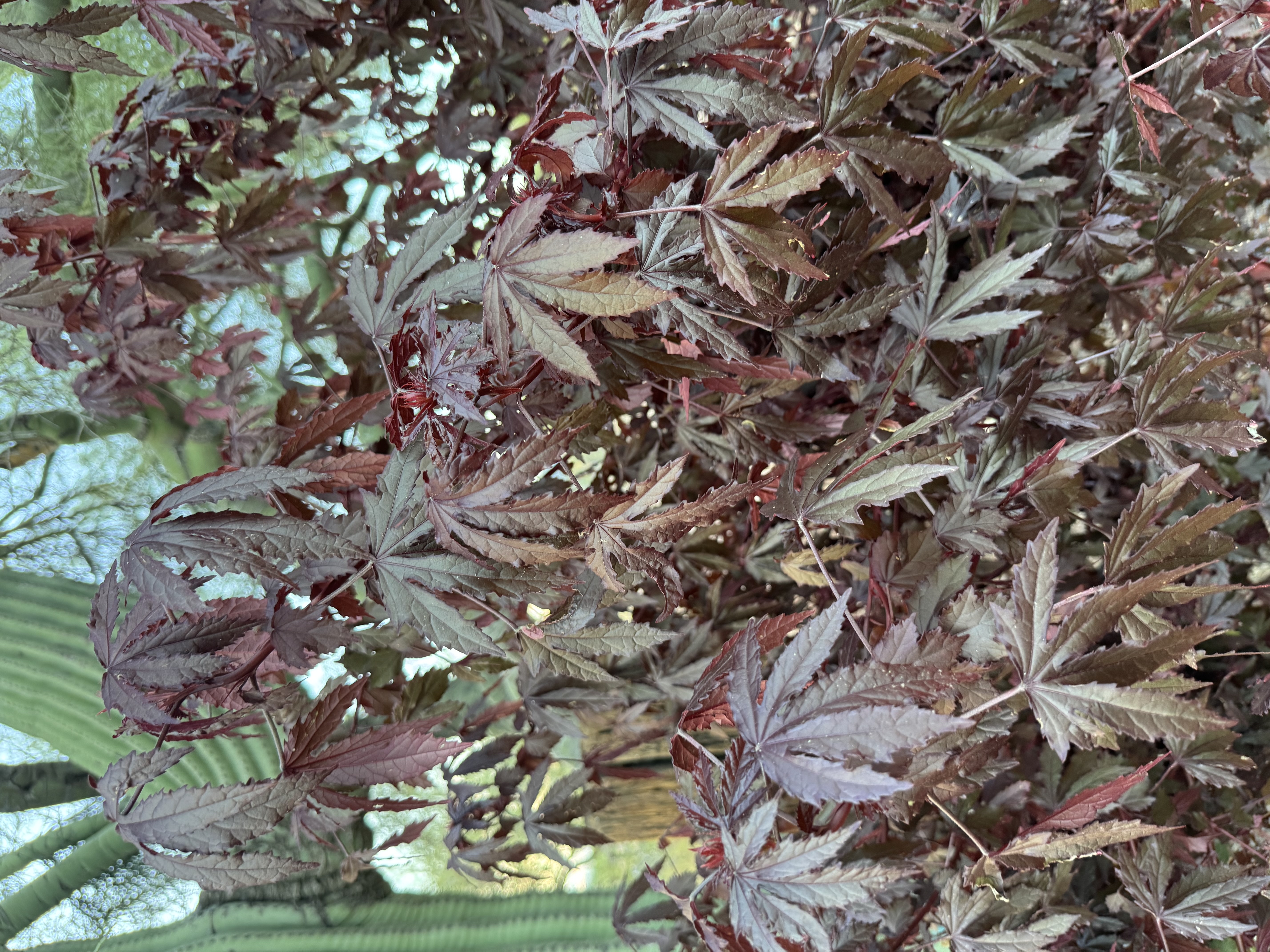 HIBISCUS acetosella