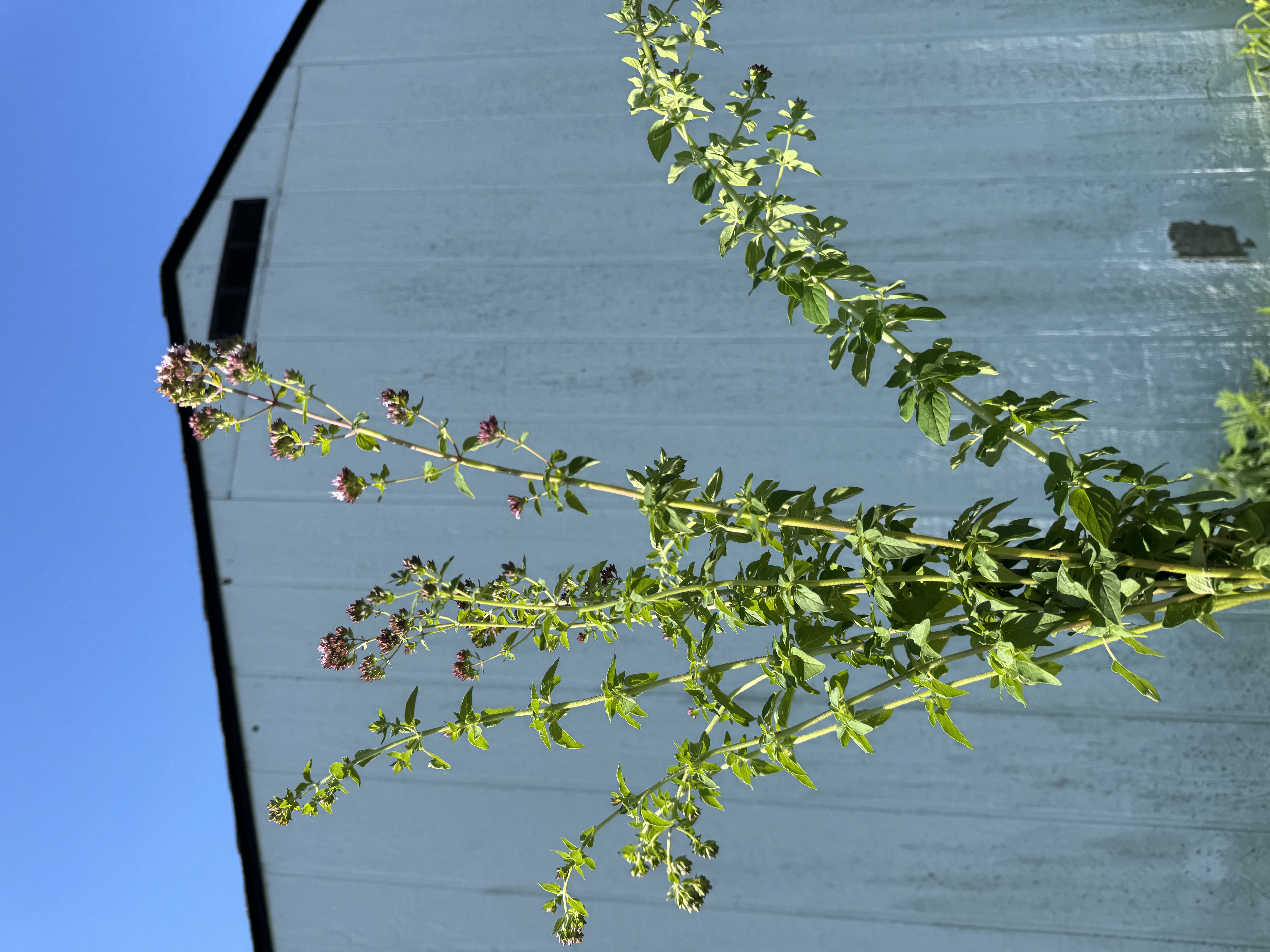 ORIGANUM vulgare ssp. hirtum