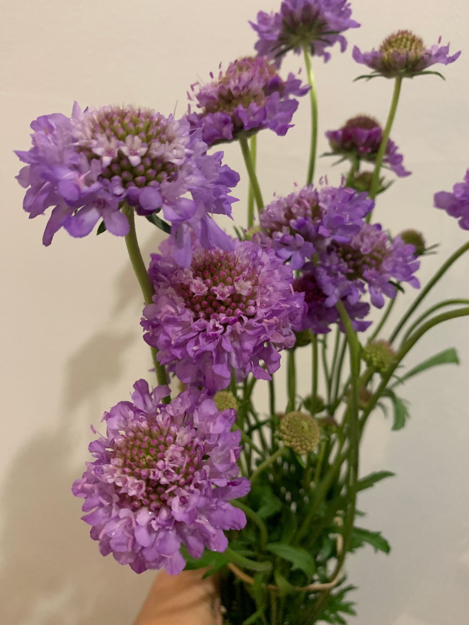 SCABIOSA atropurpurea Oxford Blue