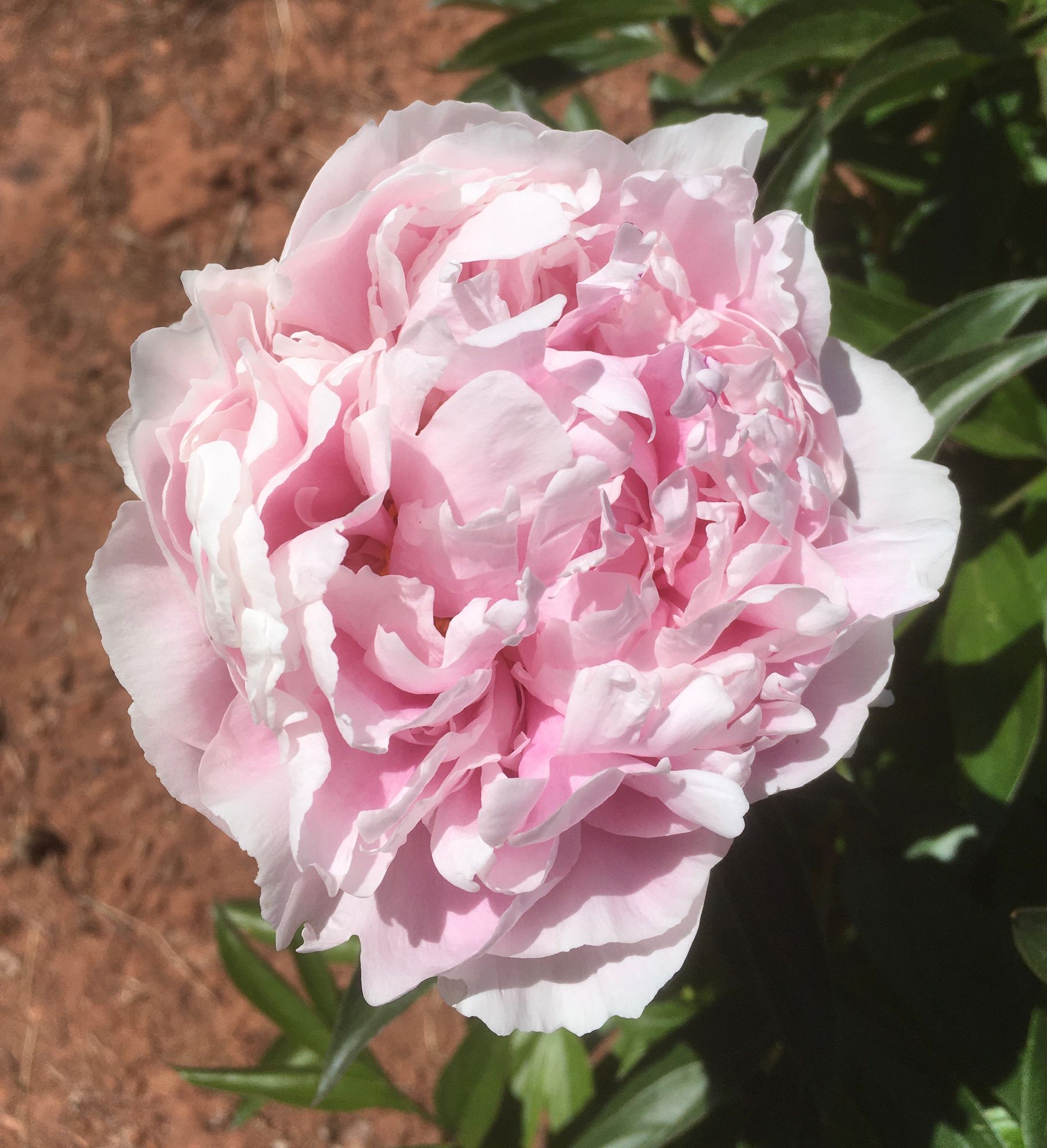 PAEONIA lactiflora Sarah Bernhardt