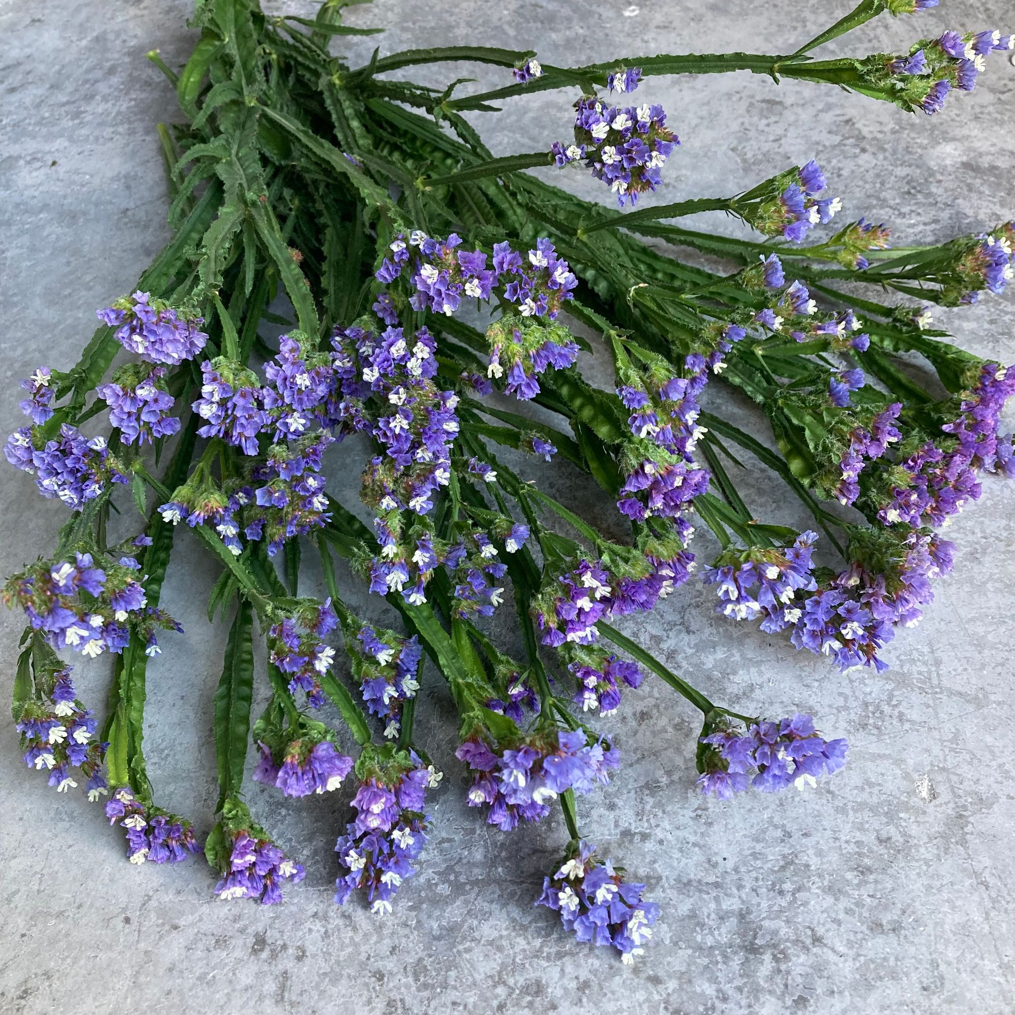 LIMONIUM sinuatum Seeker