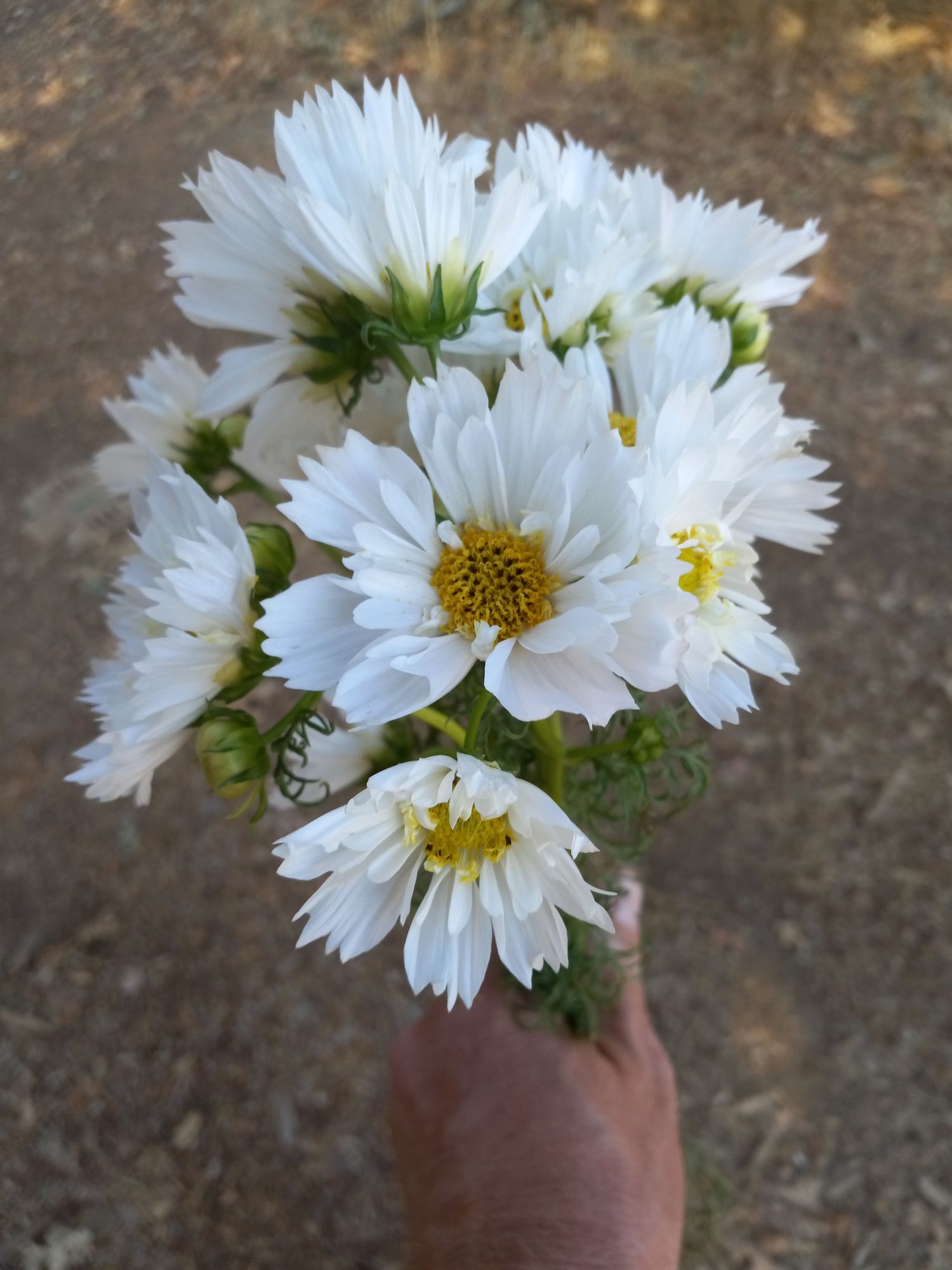 COSMOS bipinnatus Double Click