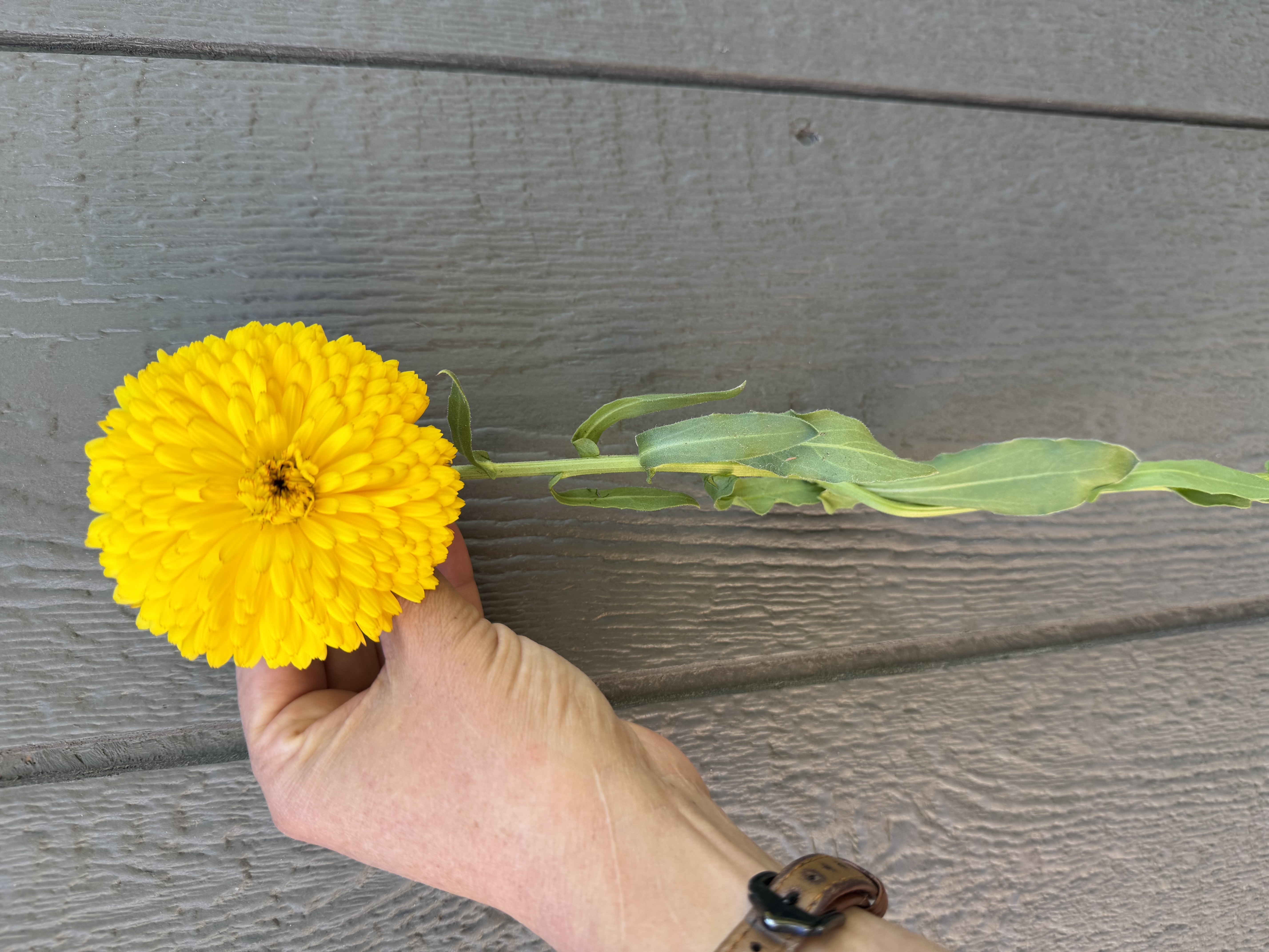 CALENDULA officinalis