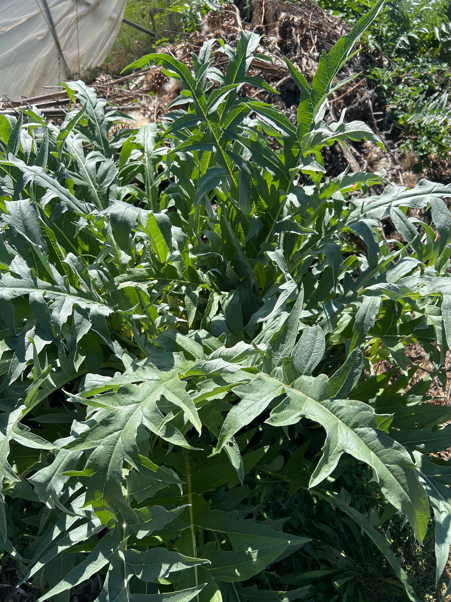 CYNARA cardunculus