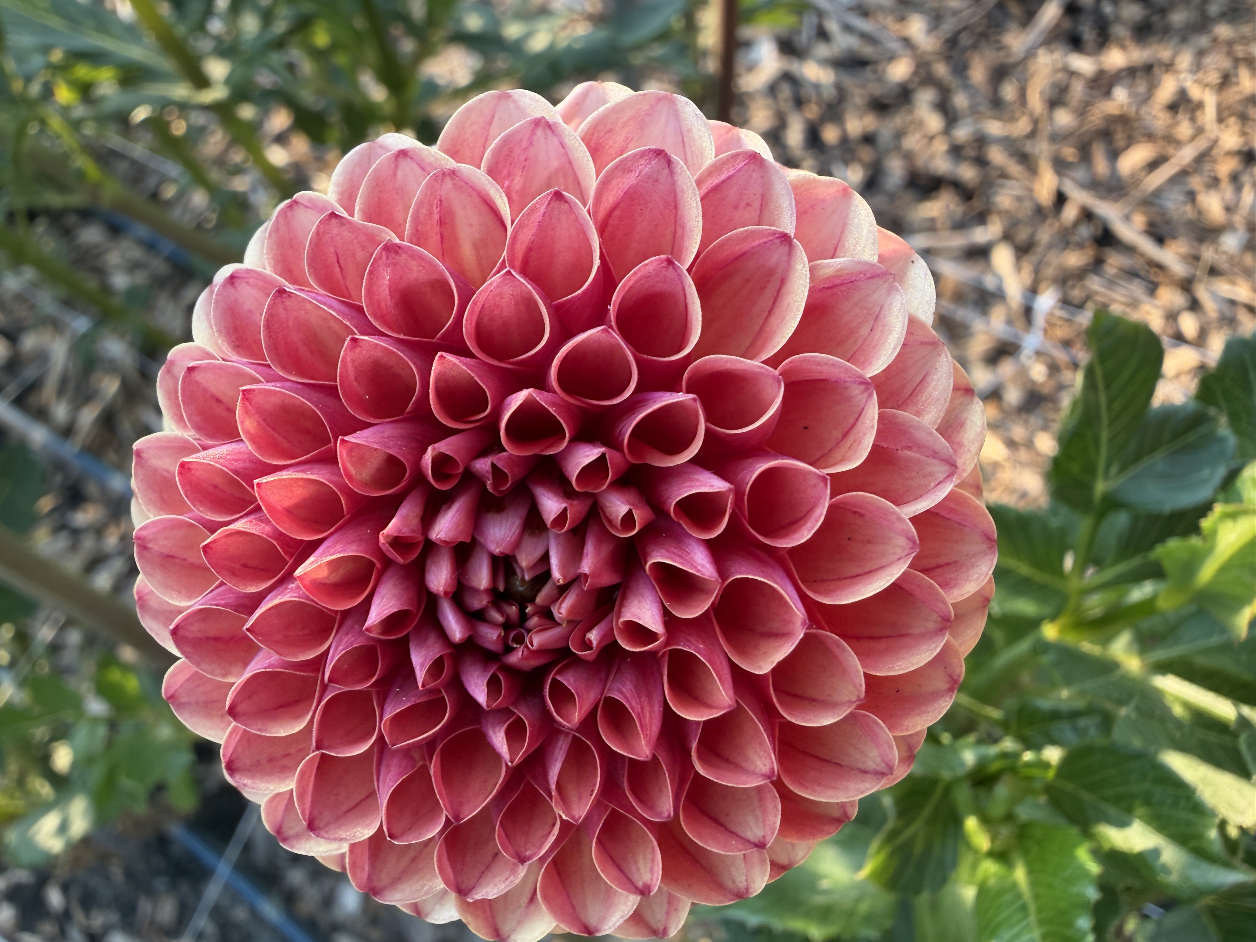 DAHLIA Valley Rust Bucket
