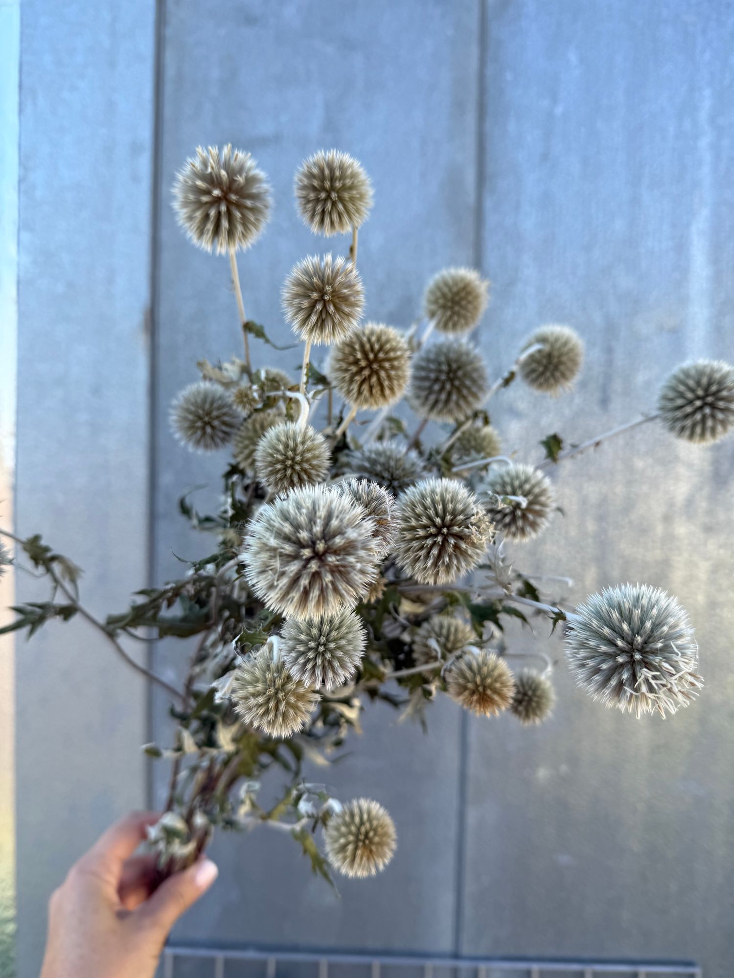 ECHINOPS bannaticus Star Frost