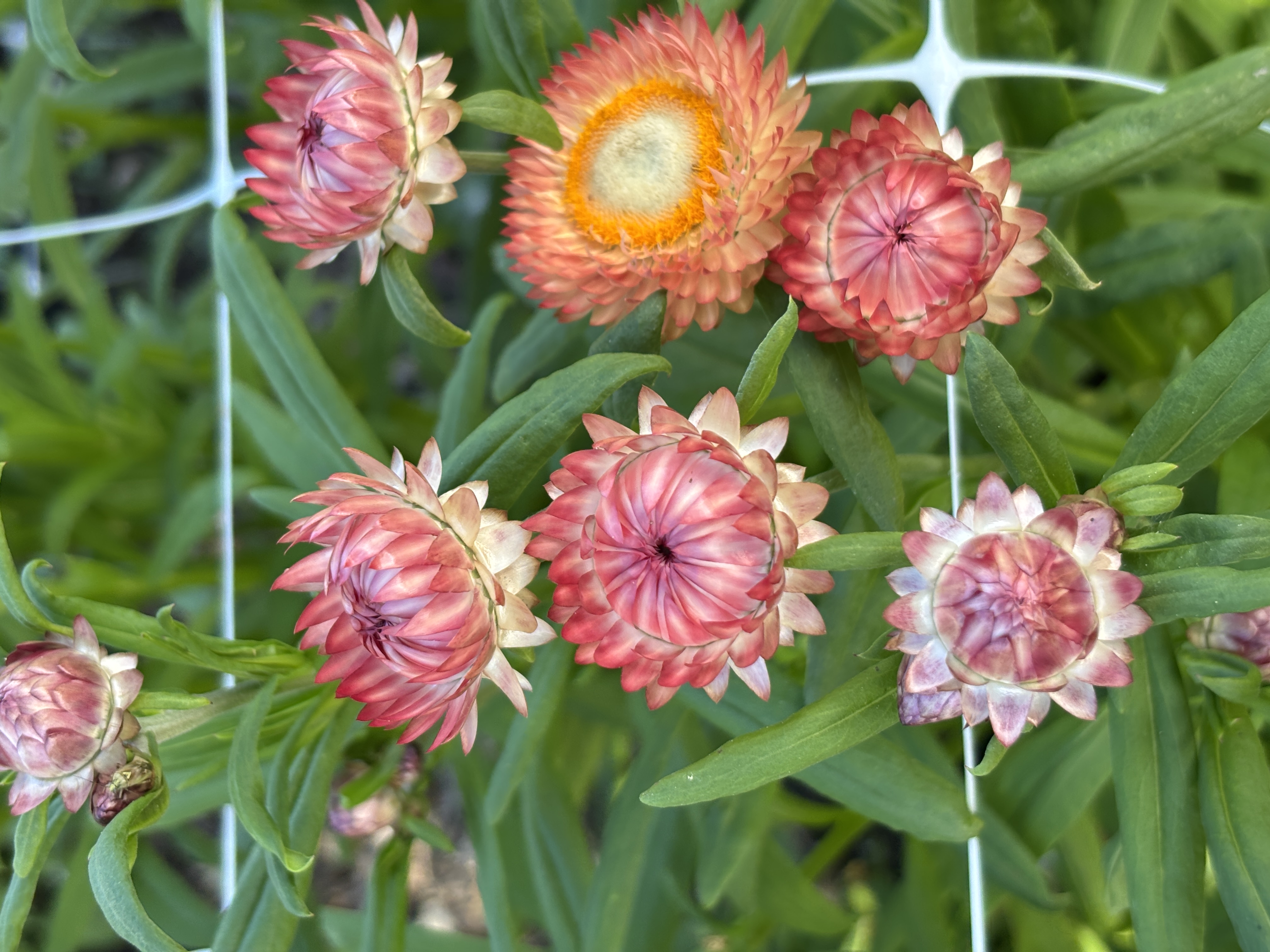 XEROCHRYSUM bracteatum Apricot Peach