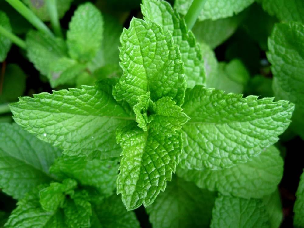 MENTHA suaveolens