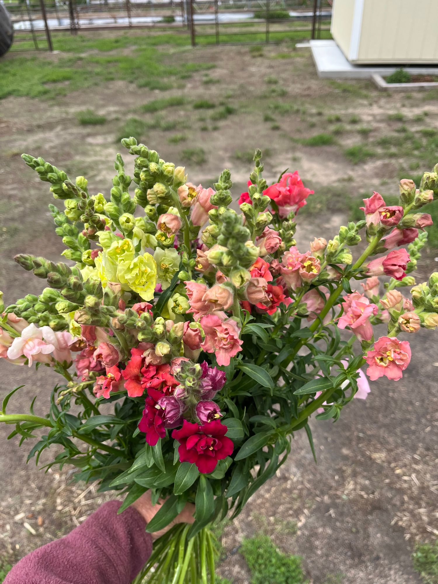 ANTIRRHINUM majus Early Potomac