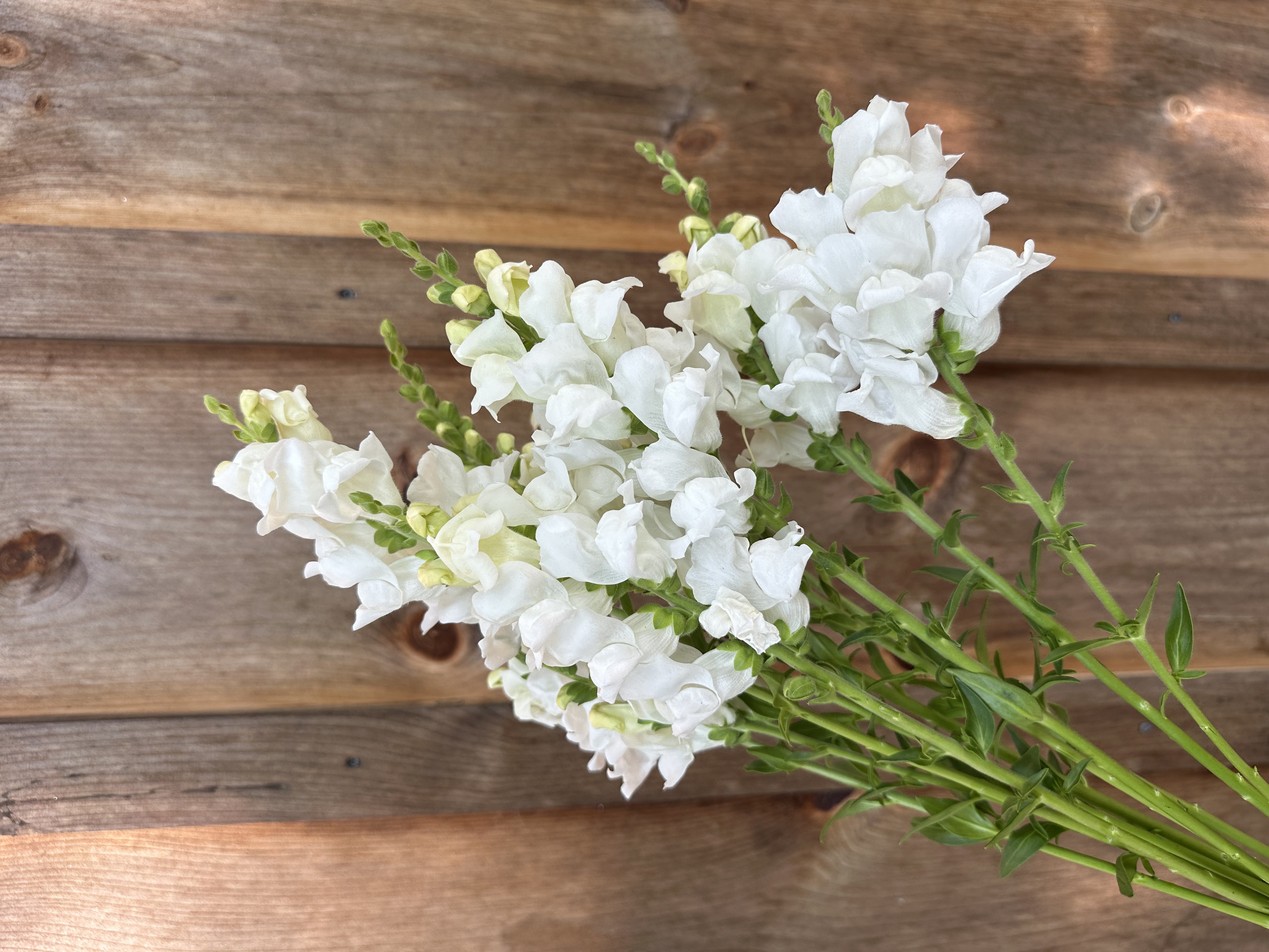 ANTIRRHINUM majus Cannes