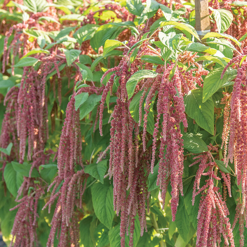AMARANTHUS caudatus Coral Fountains