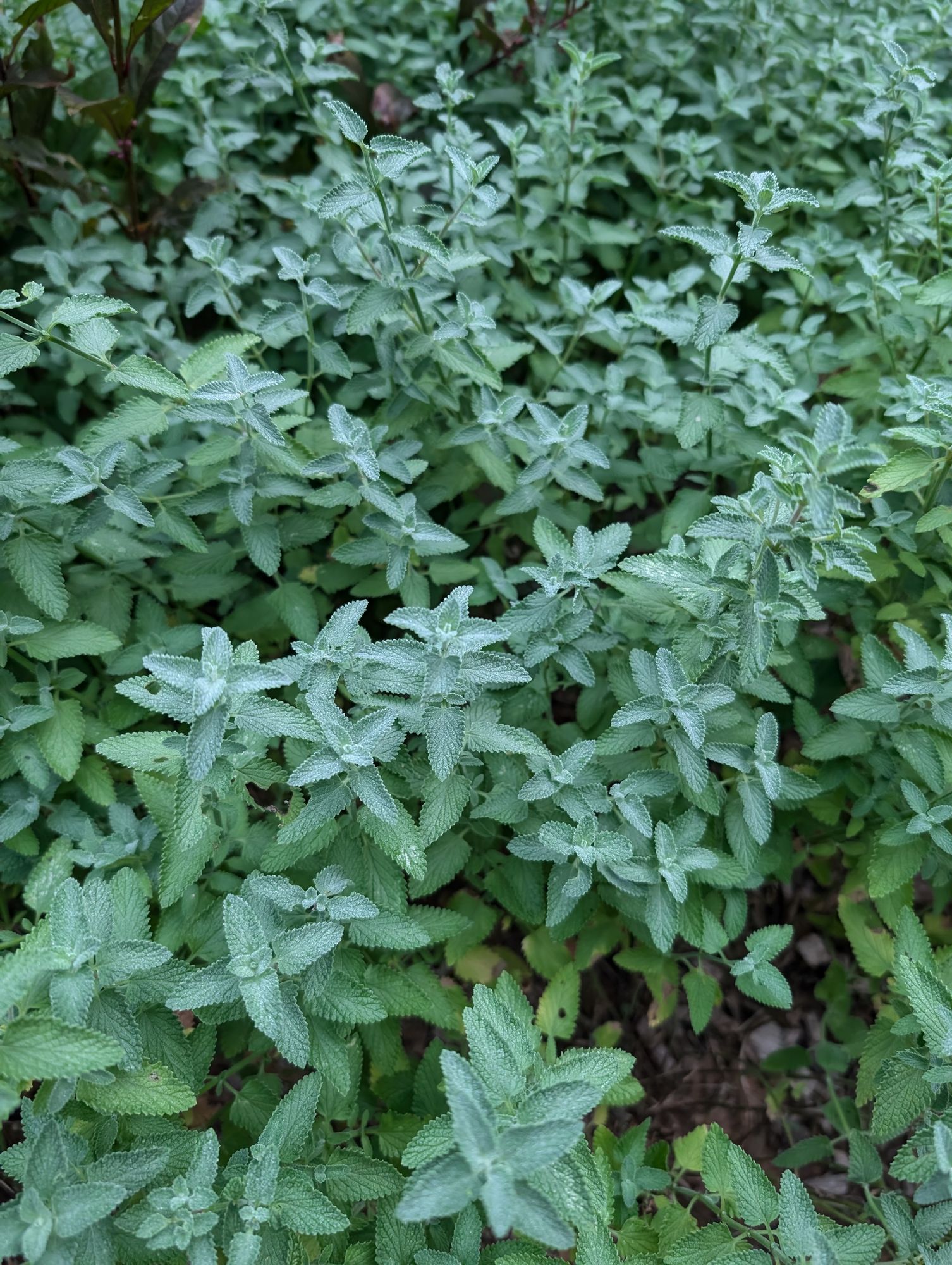 NEPETA cataria
