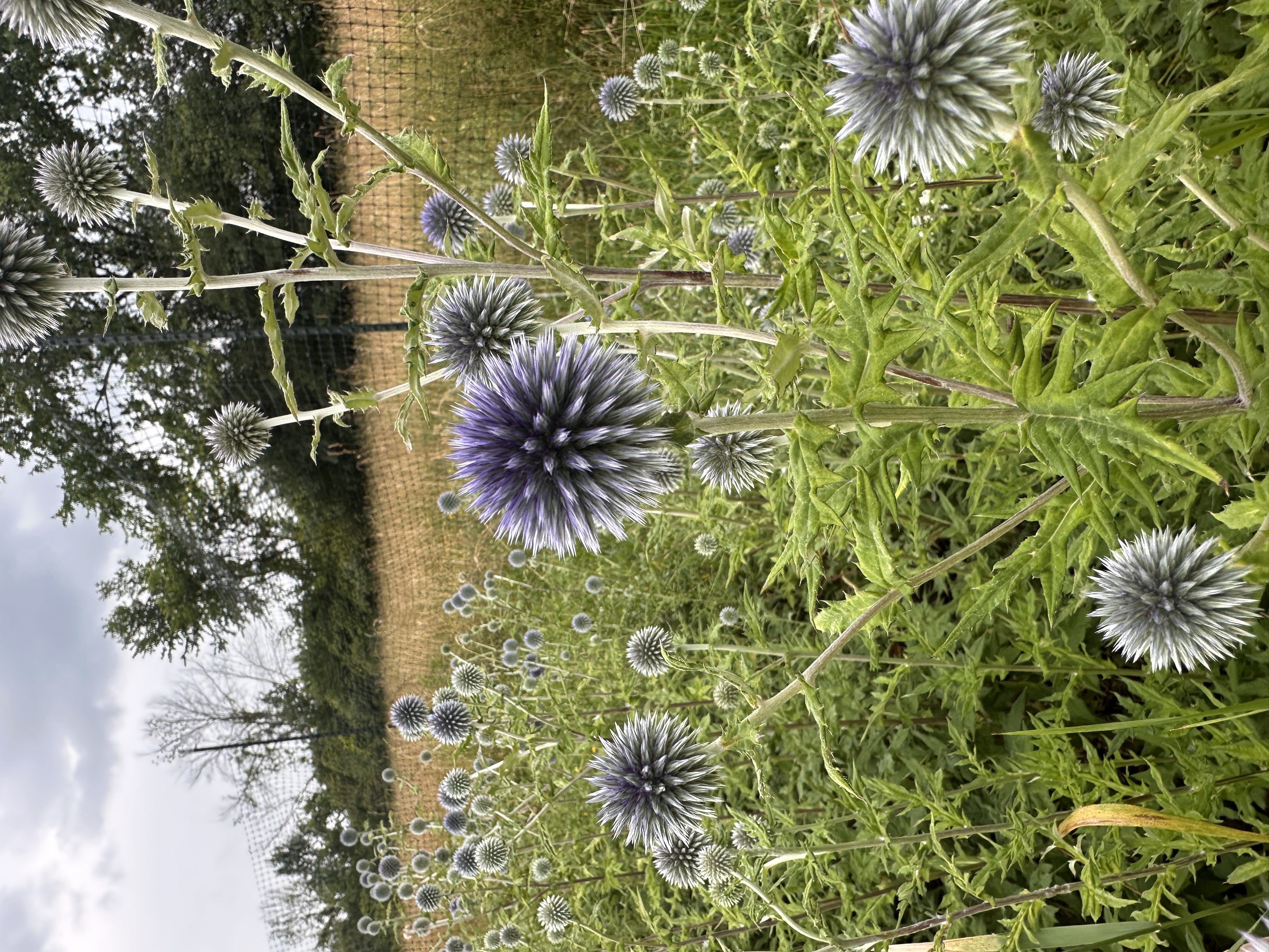 ECHINOPS bannaticus Blue Glow