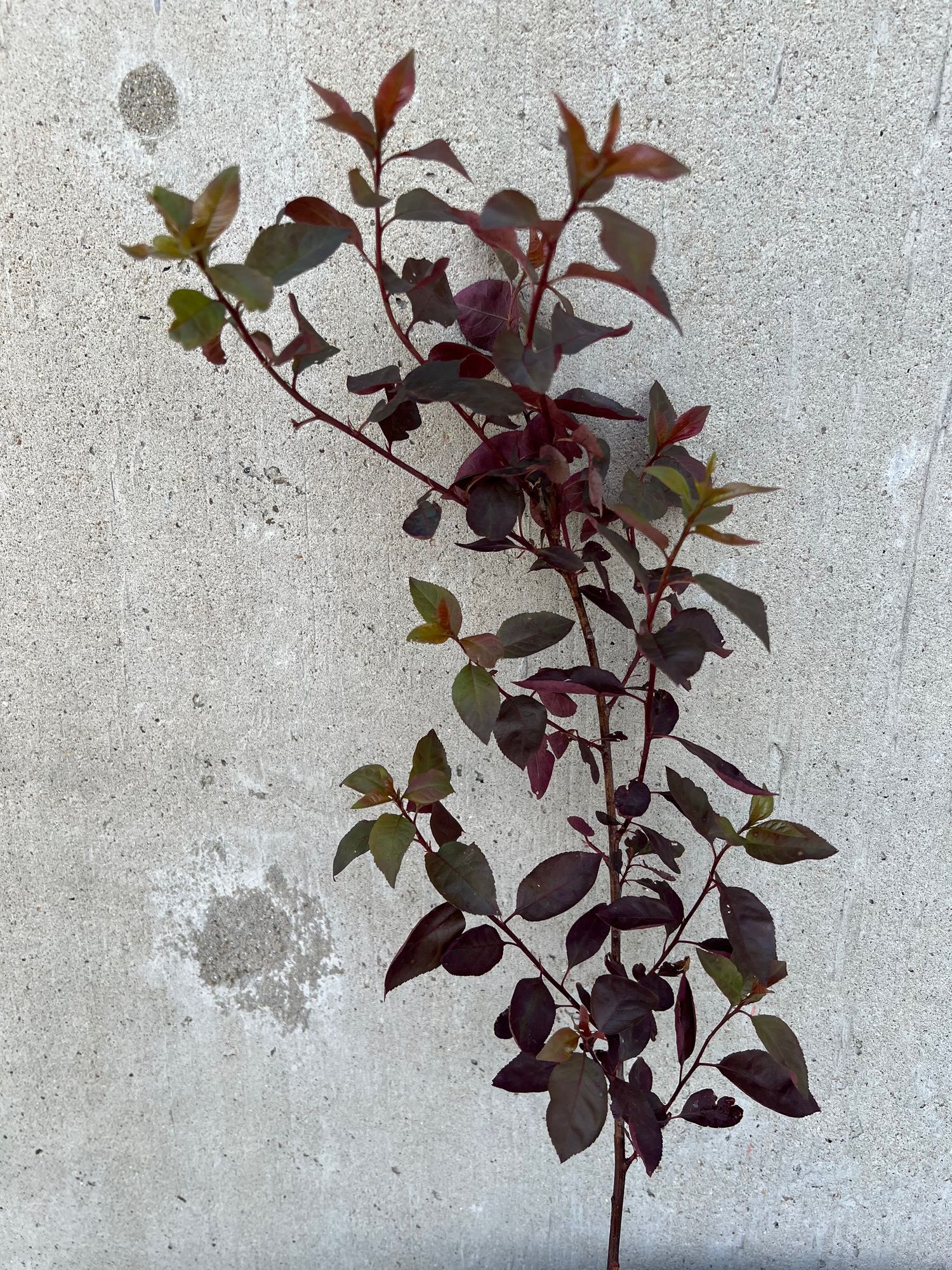 PRUNUS x cistena