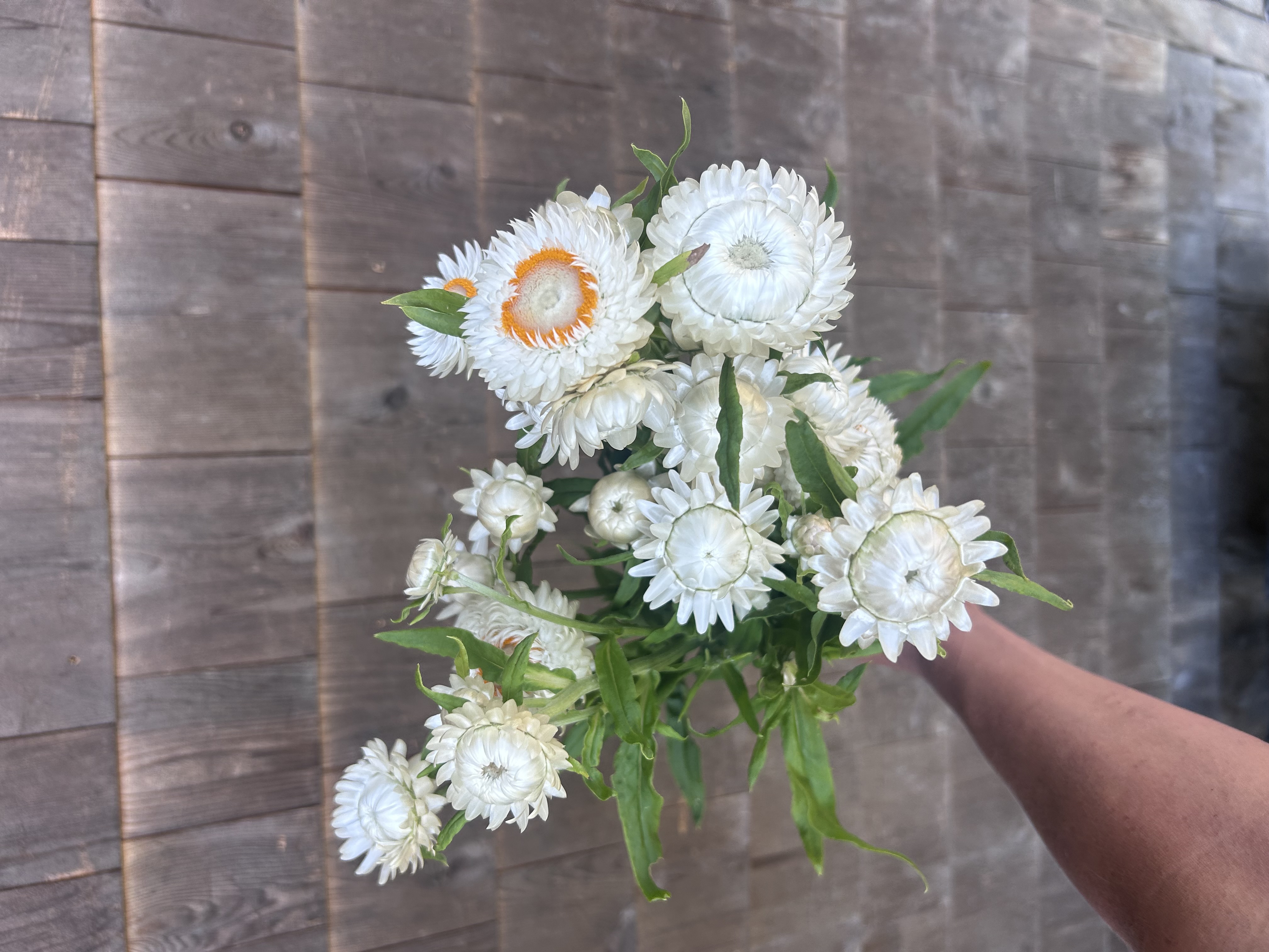 XEROCHRYSUM bracteatum Vintage White