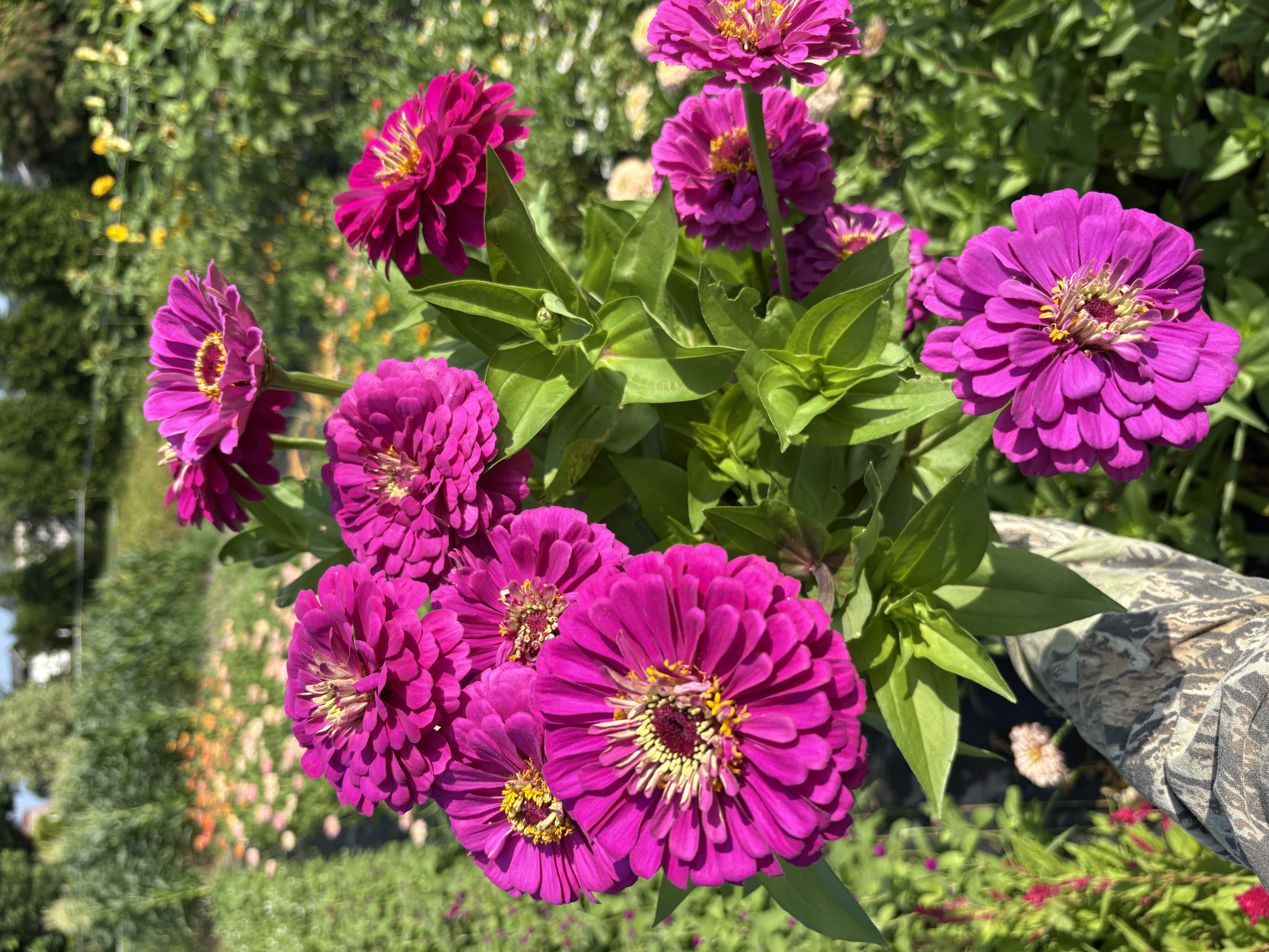 ZINNIA elegans Benarys Giant