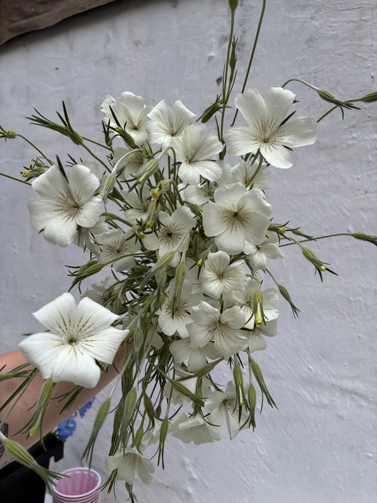 AGROSTEMMA githago
