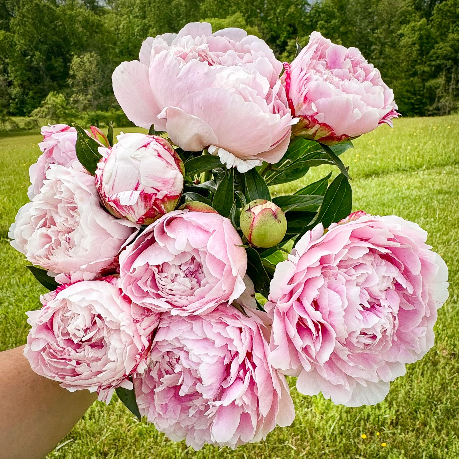 PAEONIA lactiflora Sarah Bernhardt