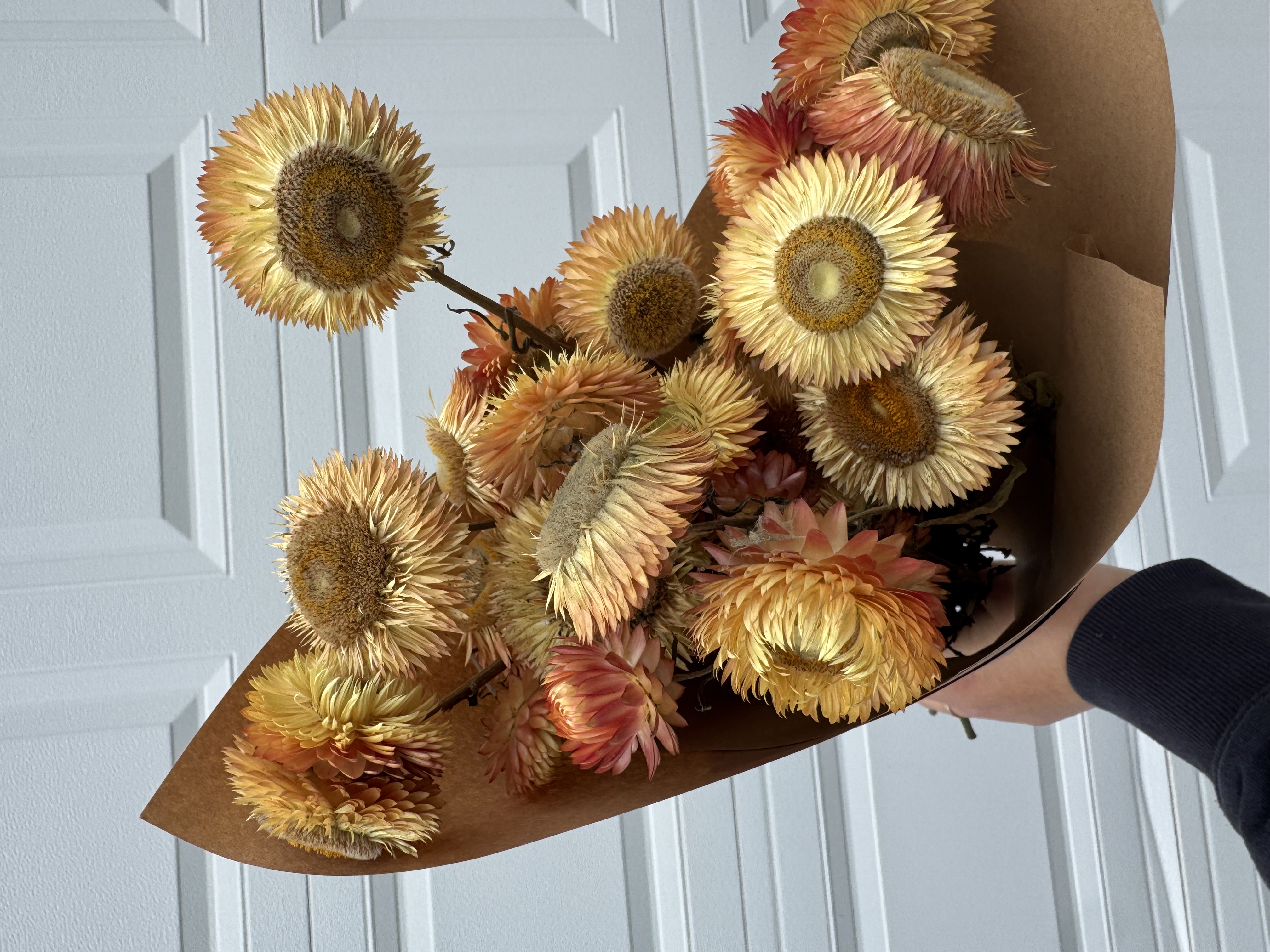 XEROCHRYSUM bracteatum Apricot Peach