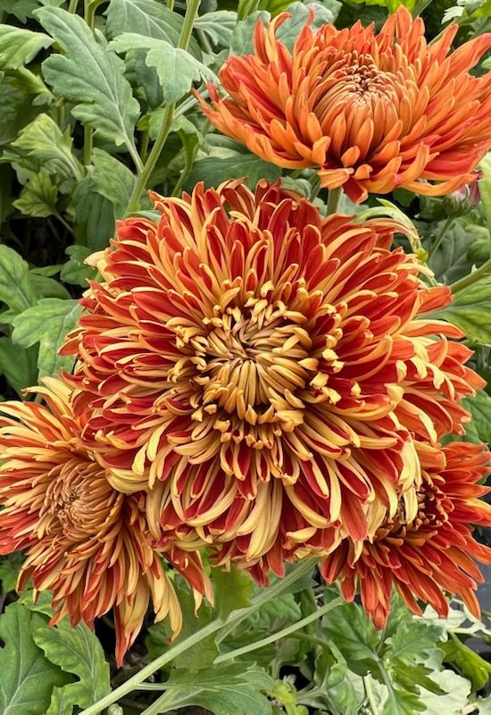 CHRYSANTHEMUM x Stadium Queen