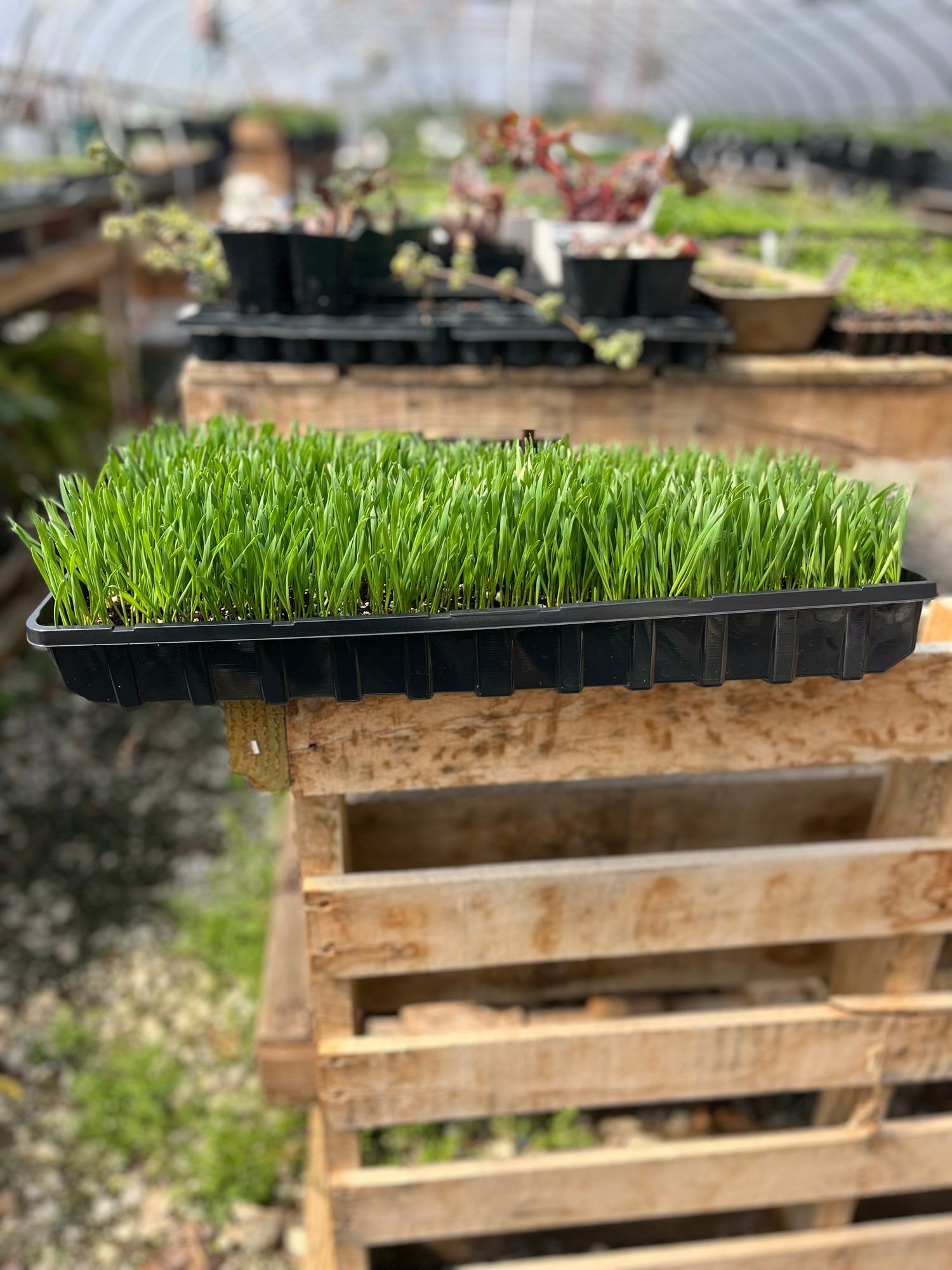 Wheatgrass