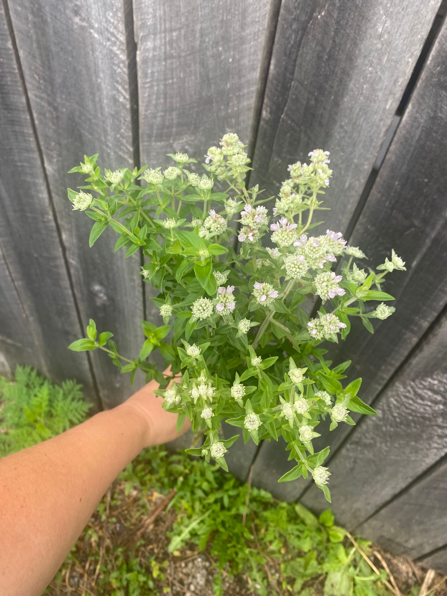 PYCNANTHEMUM virginianum